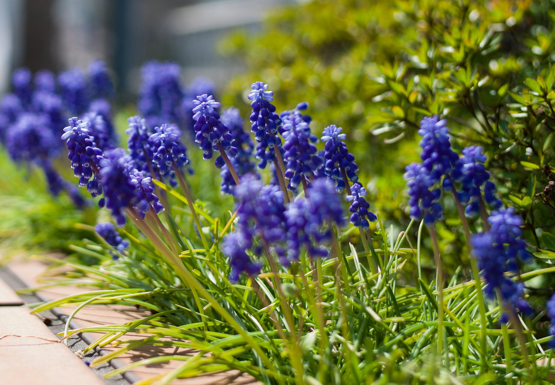 muscari blue flower close up blur