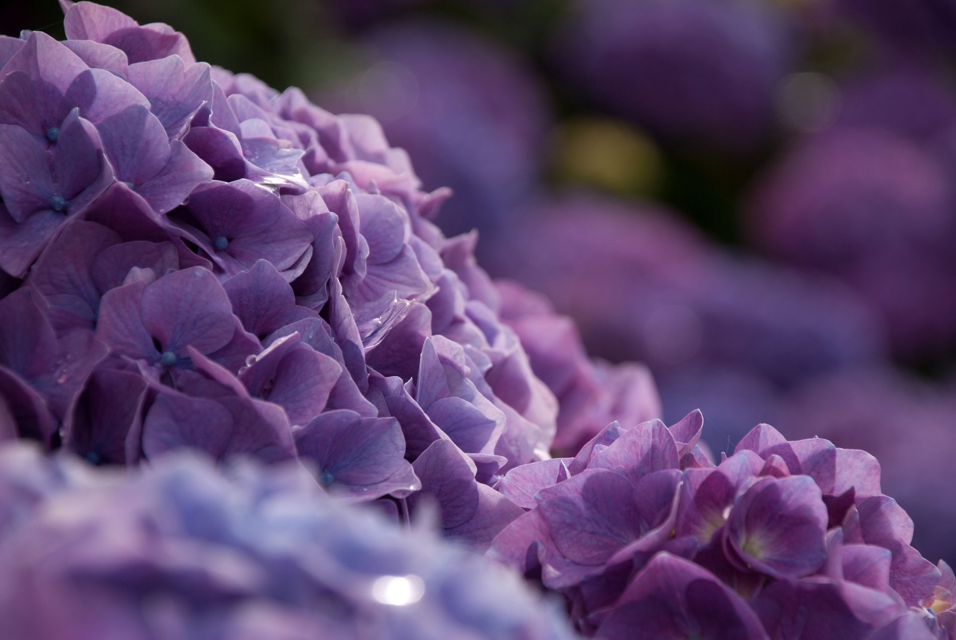 hortensia arbusto macro flores bokeh