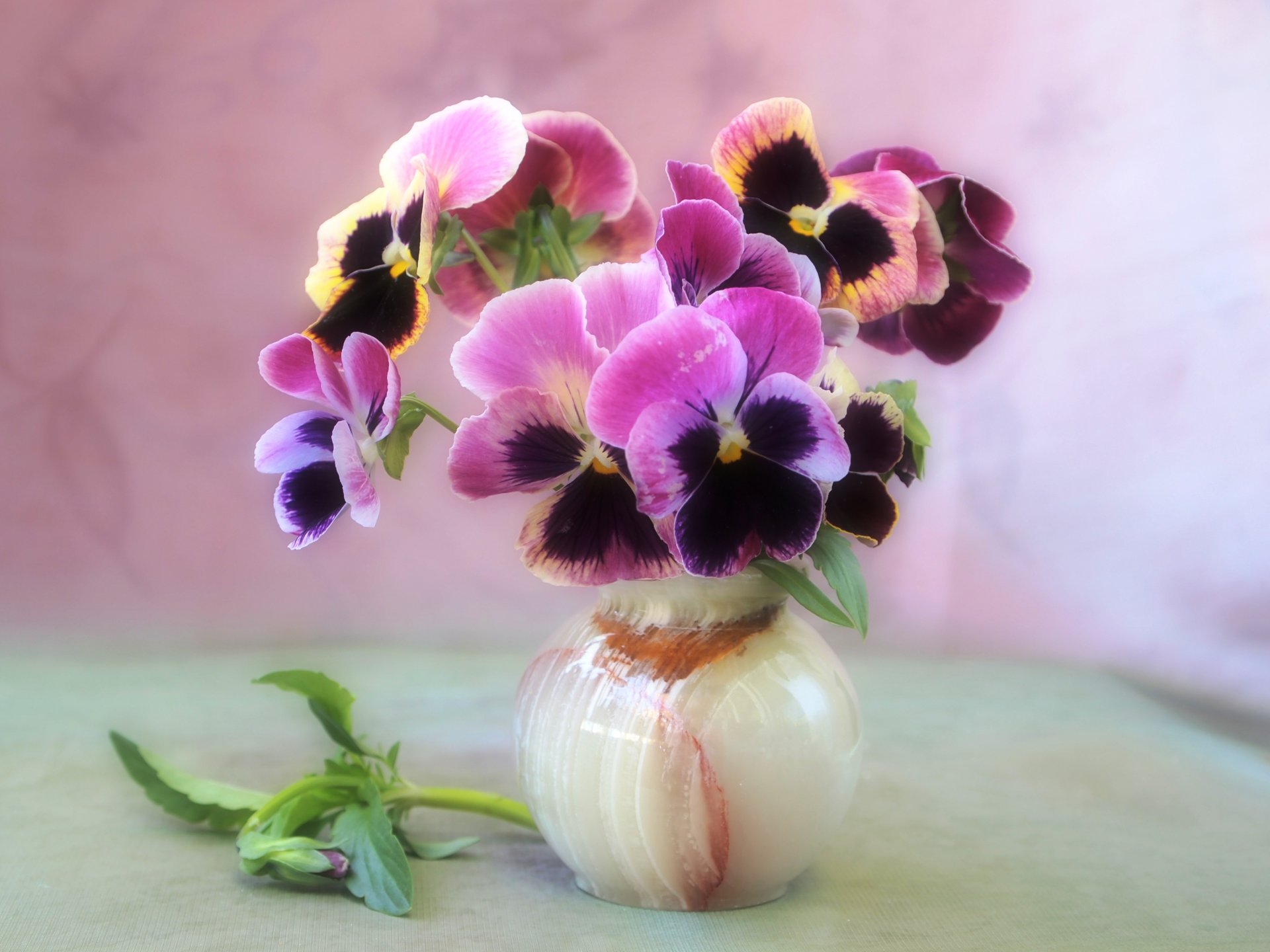 flores naturaleza muerta florero ramo violetas ternura