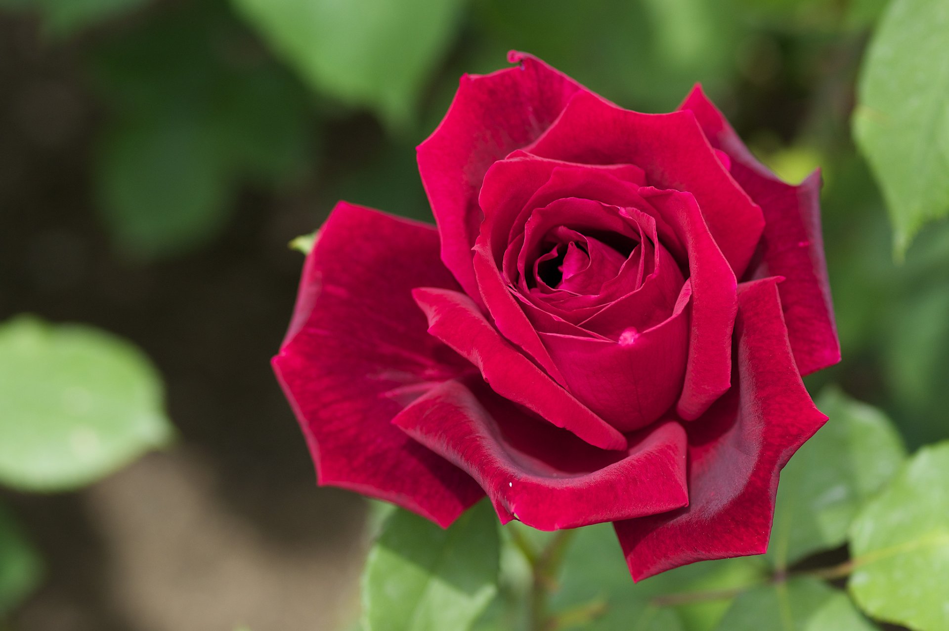 rose bud petals close up