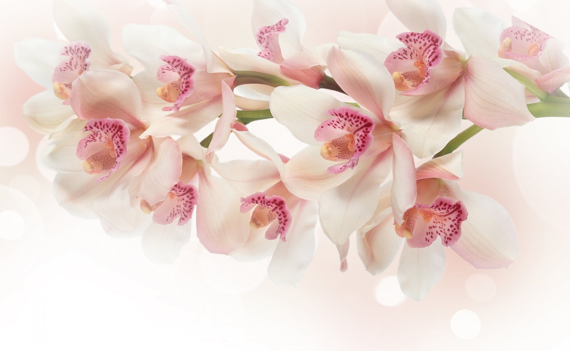 orchidée fleurs blanc rose branche