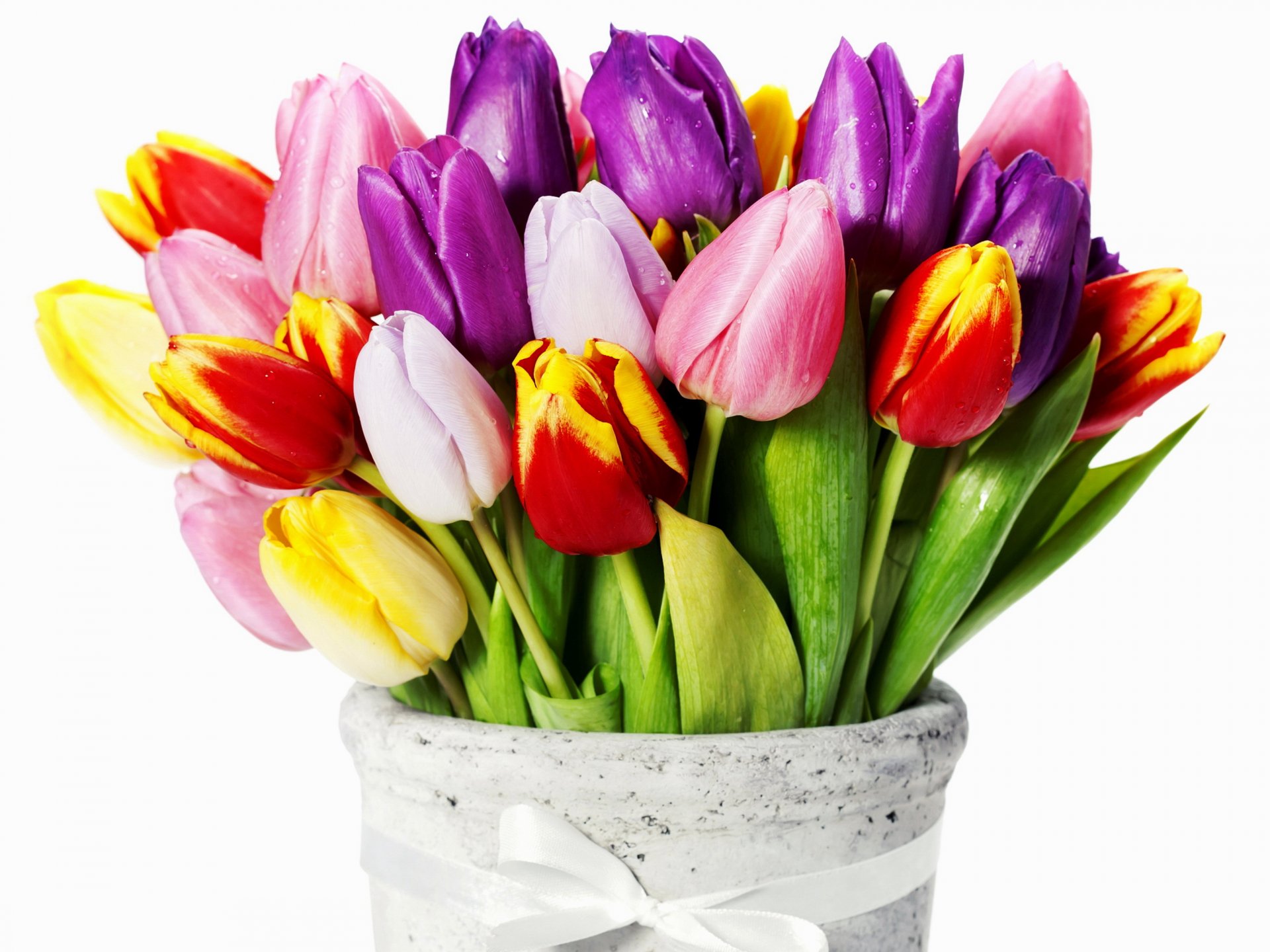 blumen tulpen rot gelb lila