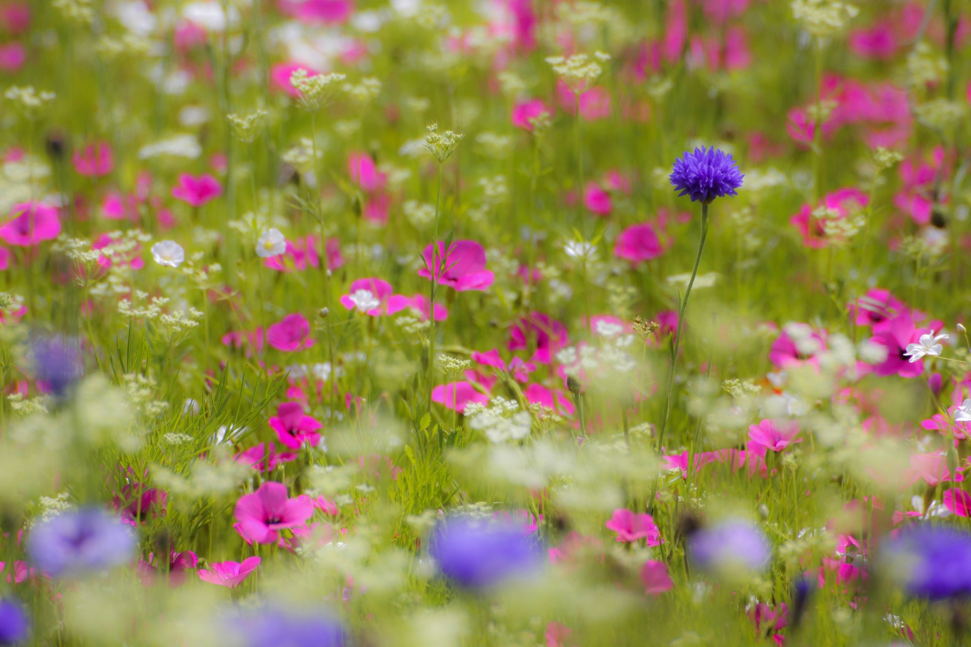 the field white pink purple flower petals blur