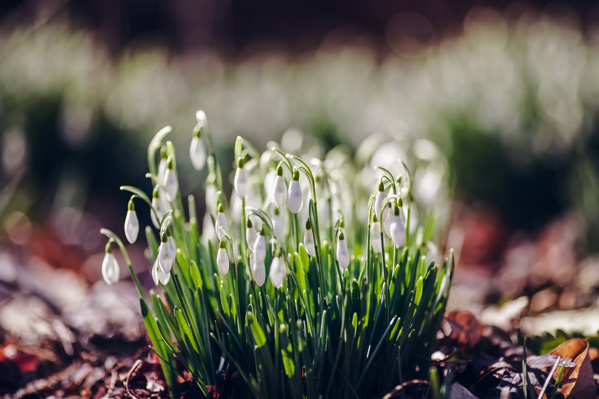 nowdrops flower spring forest close up reflections blur