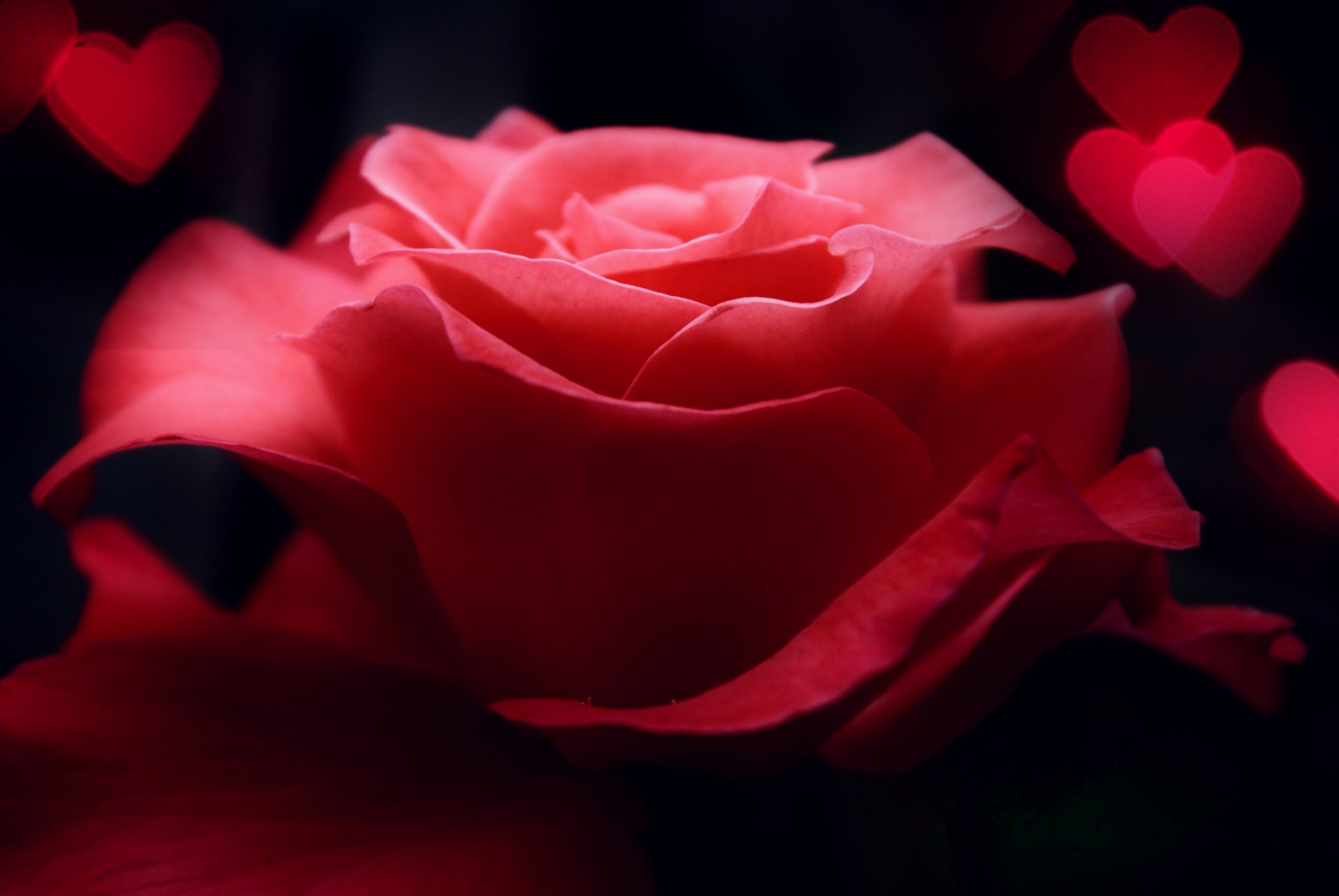 flower rose heart pink close up