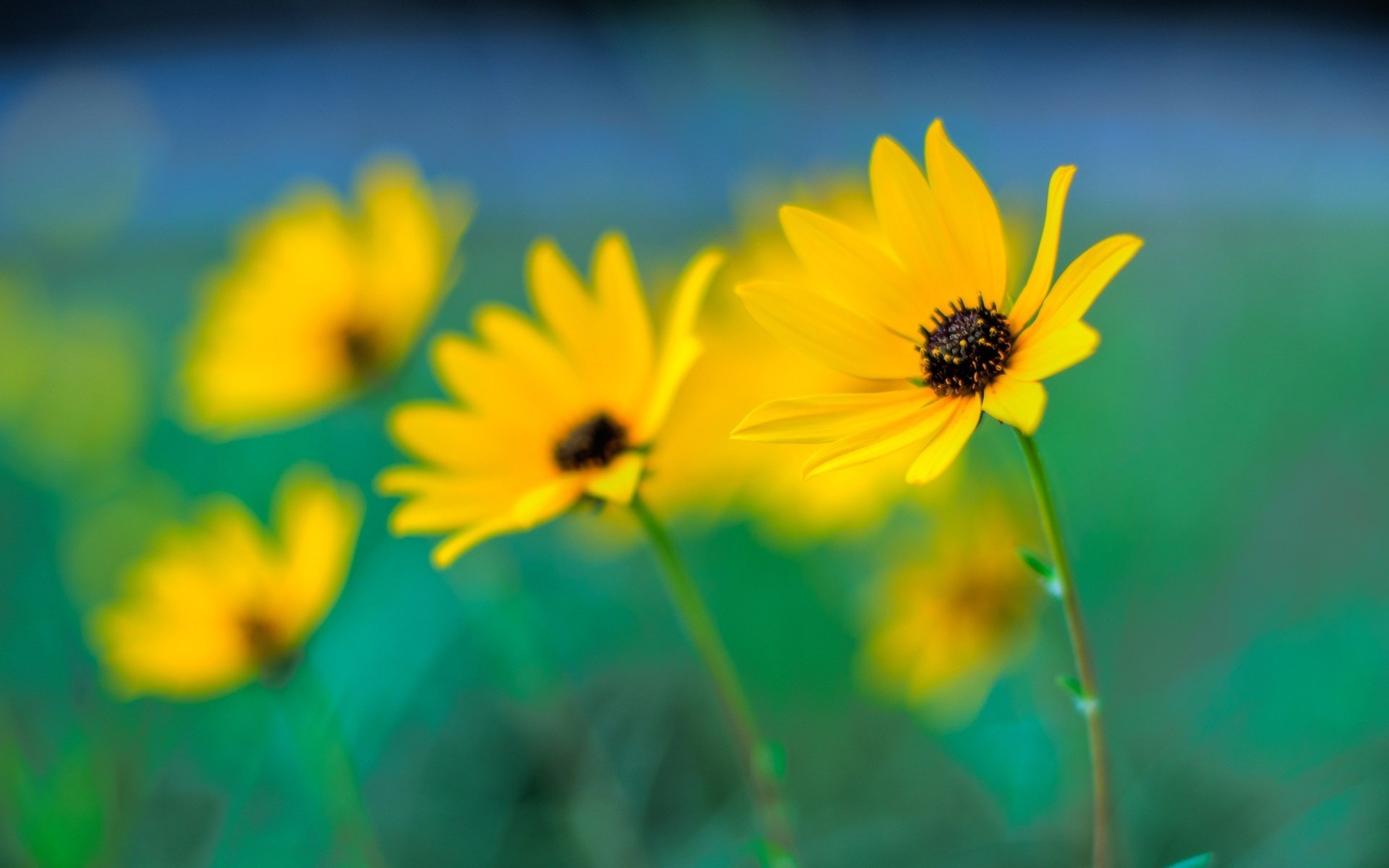 macro fiori giallo sfocatura messa a fuoco bokeh