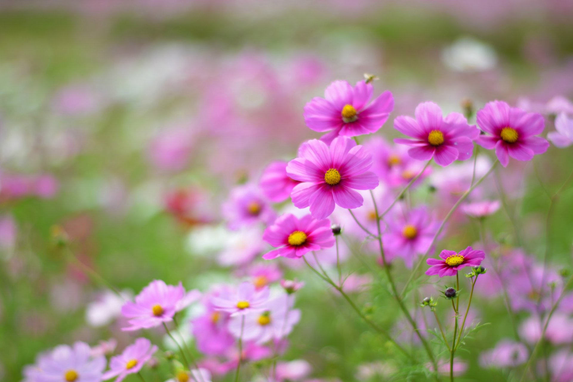 kosmea blumen rosa weiß blütenblätter feld makro unschärfe