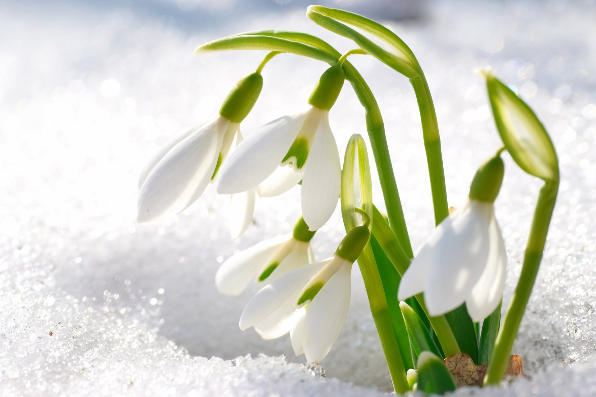 gotas de nieve flores nieve pétalos