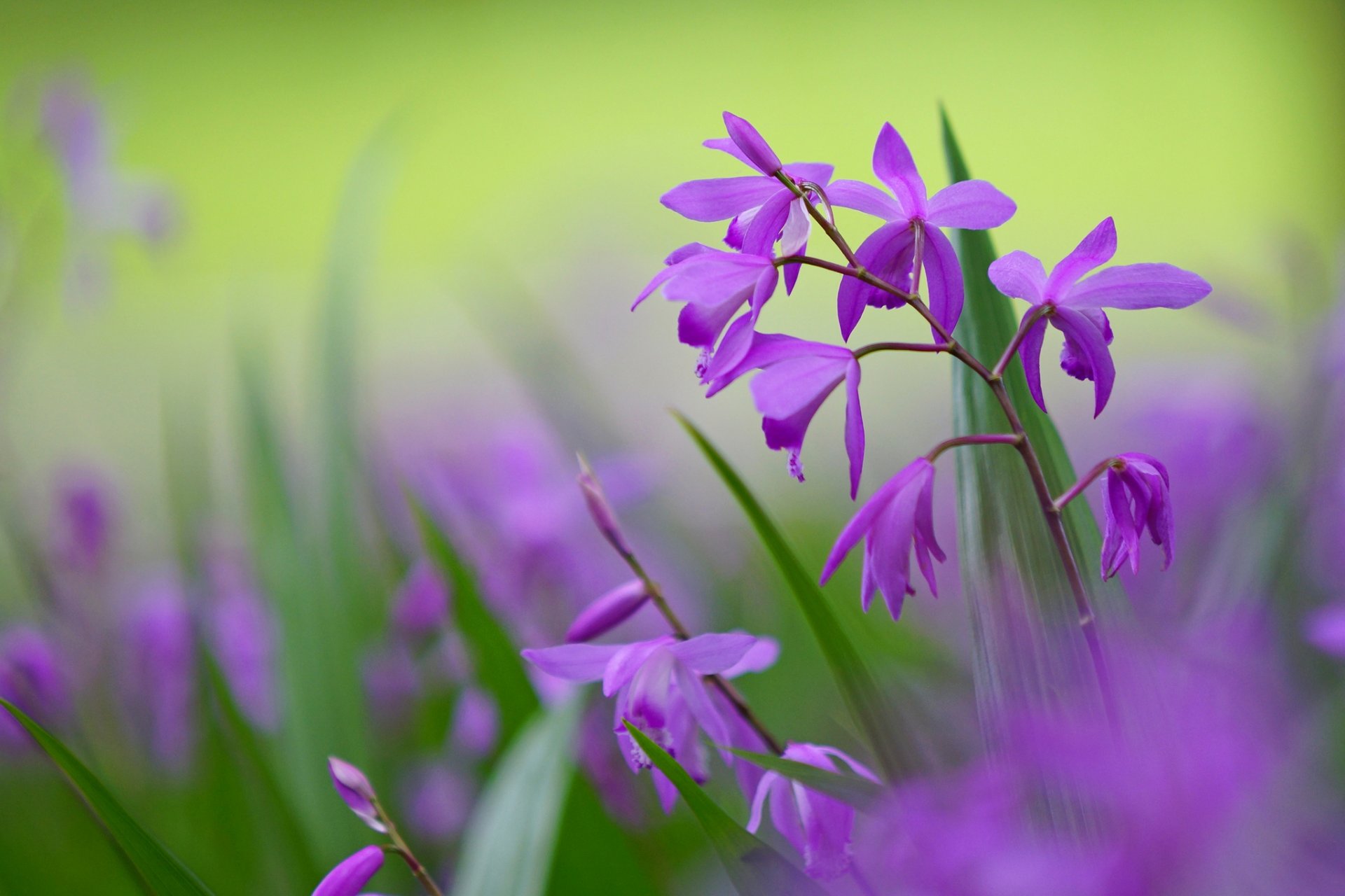 bletilla fiori lilla petali verde chiaro sfondo macro sfocatura