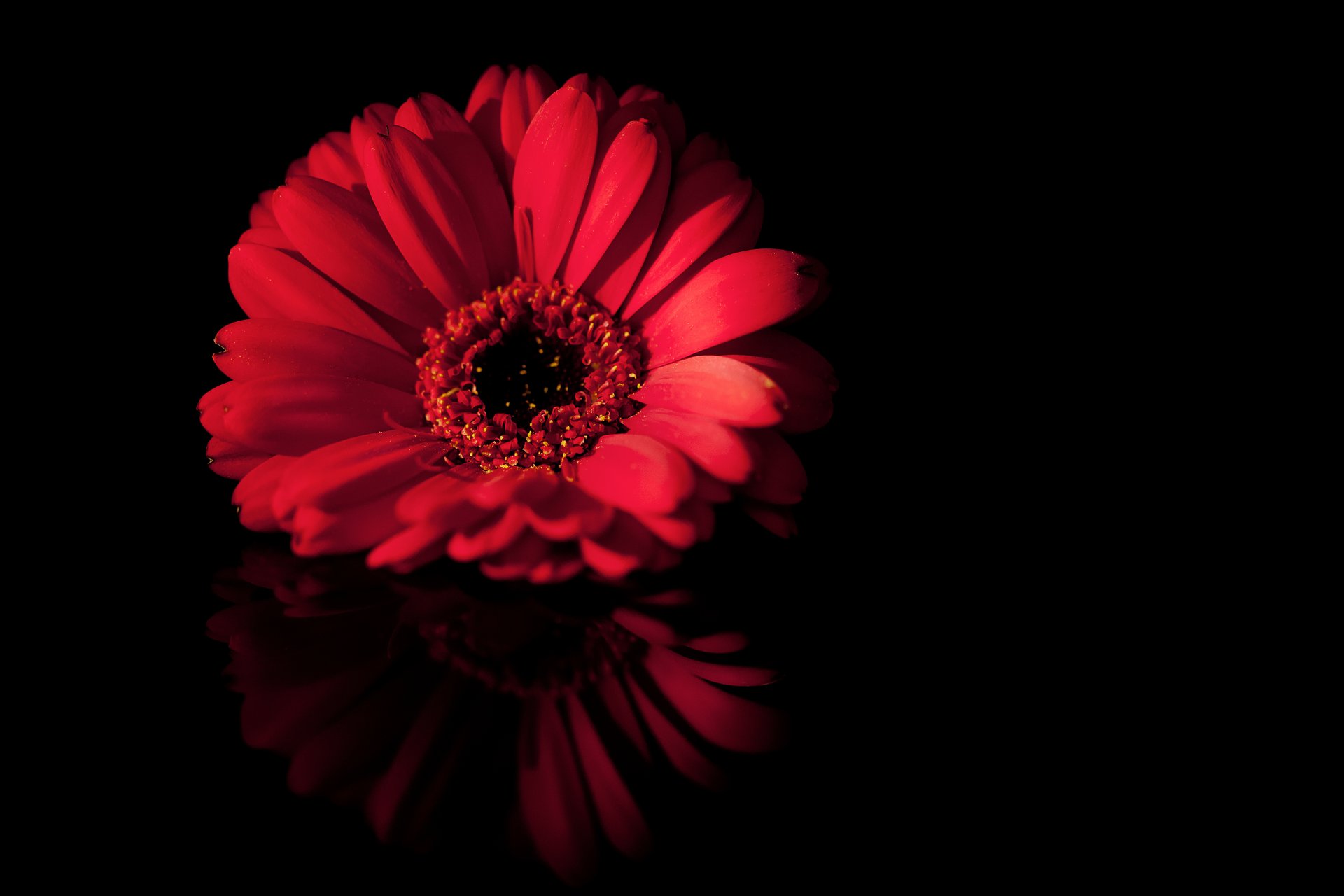 flower close up petals black red reflection