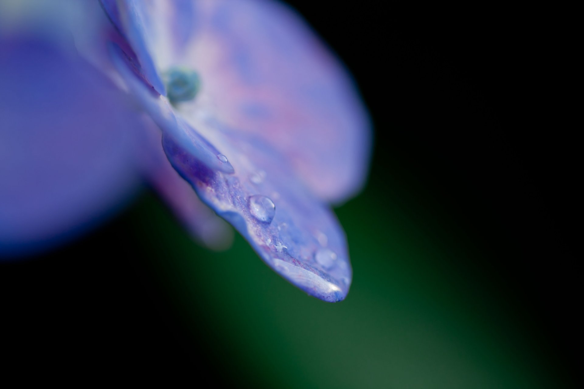 flower purple hydrangea petals drops rosa water flowers nature close up