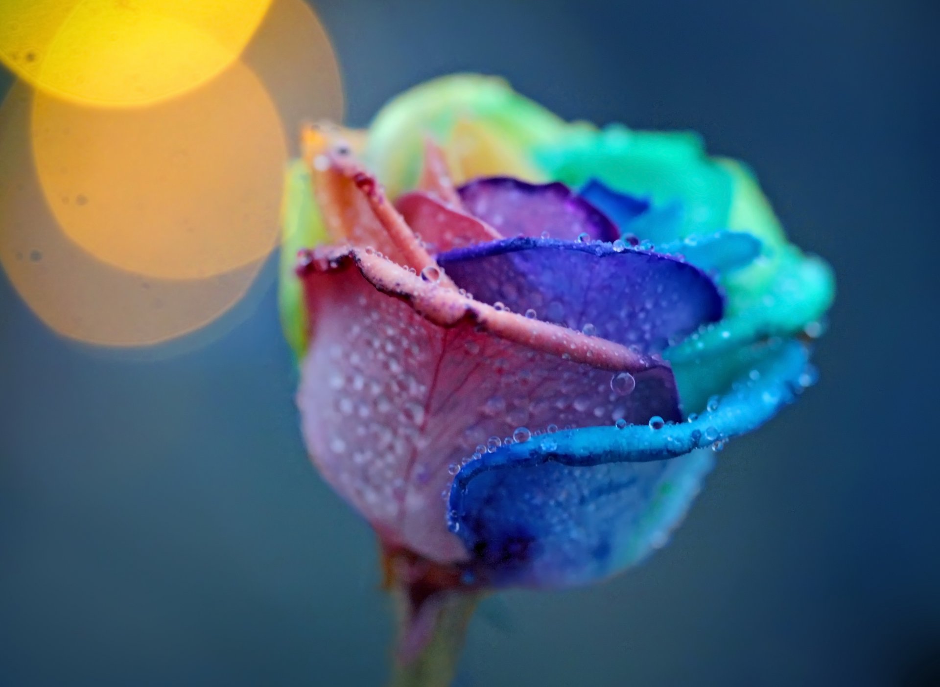 rose blütenblätter tropfen tau bunte blume makro licht