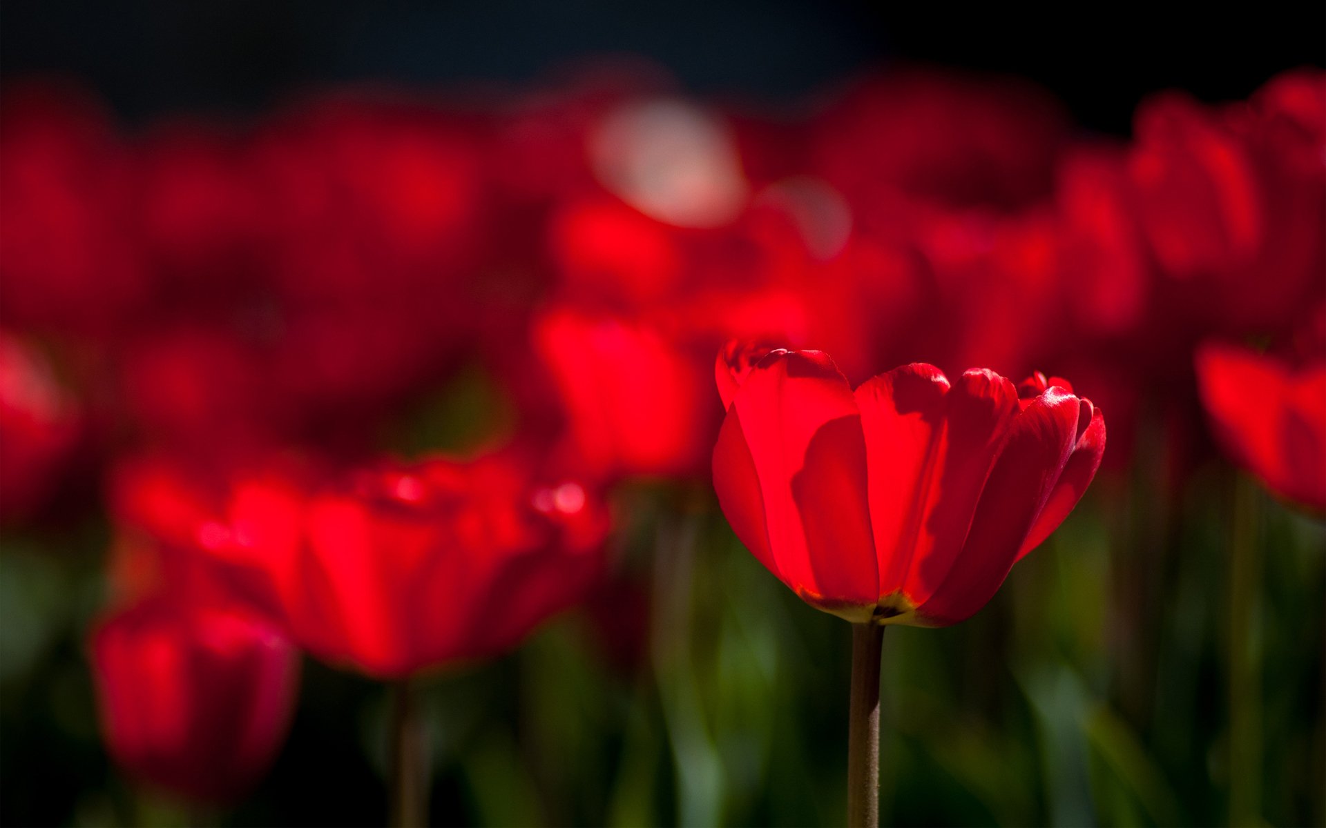 blumen frühling tulpen hell rosa