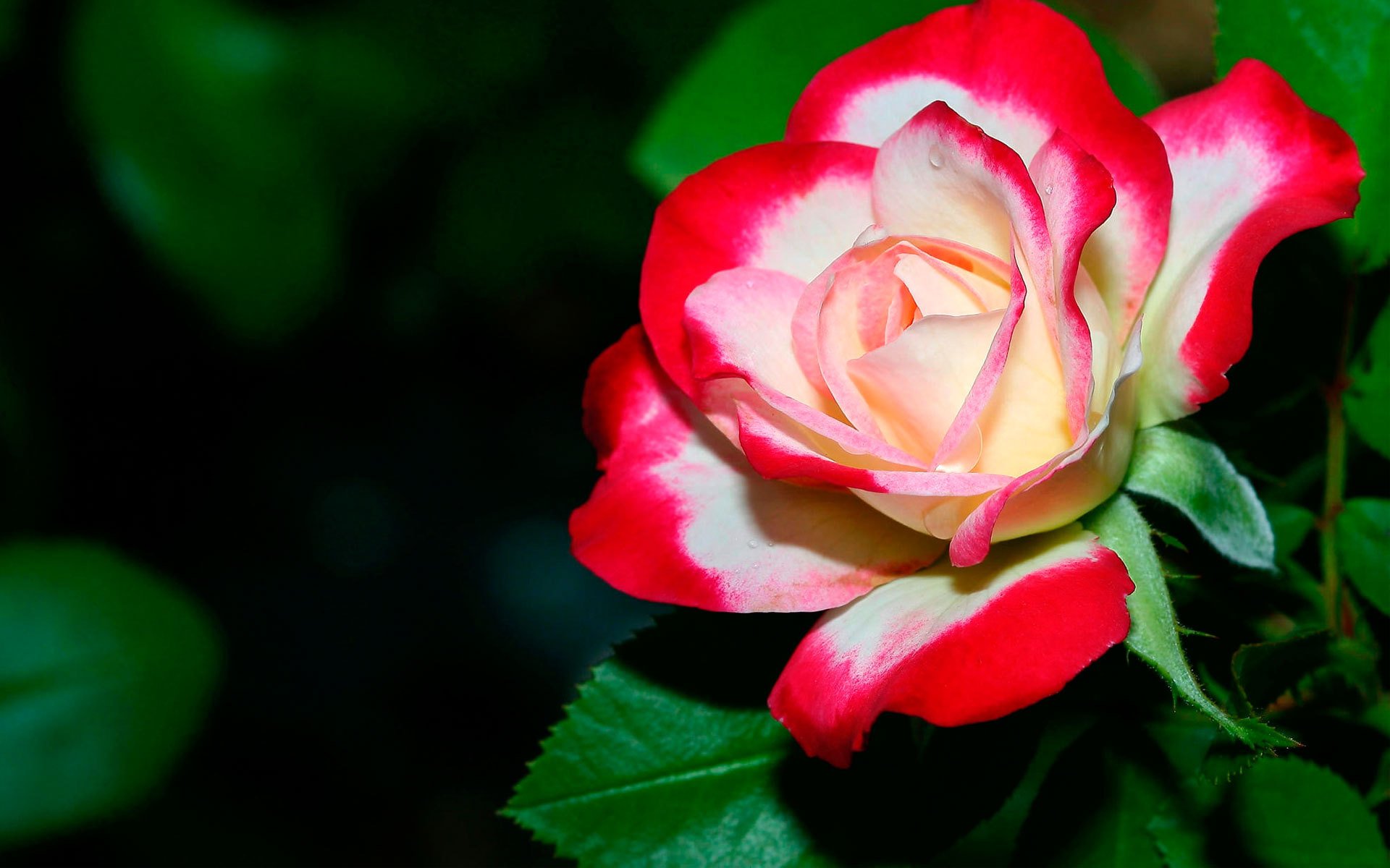 rosa rojo flor flores naturaleza brote pétalos hojas