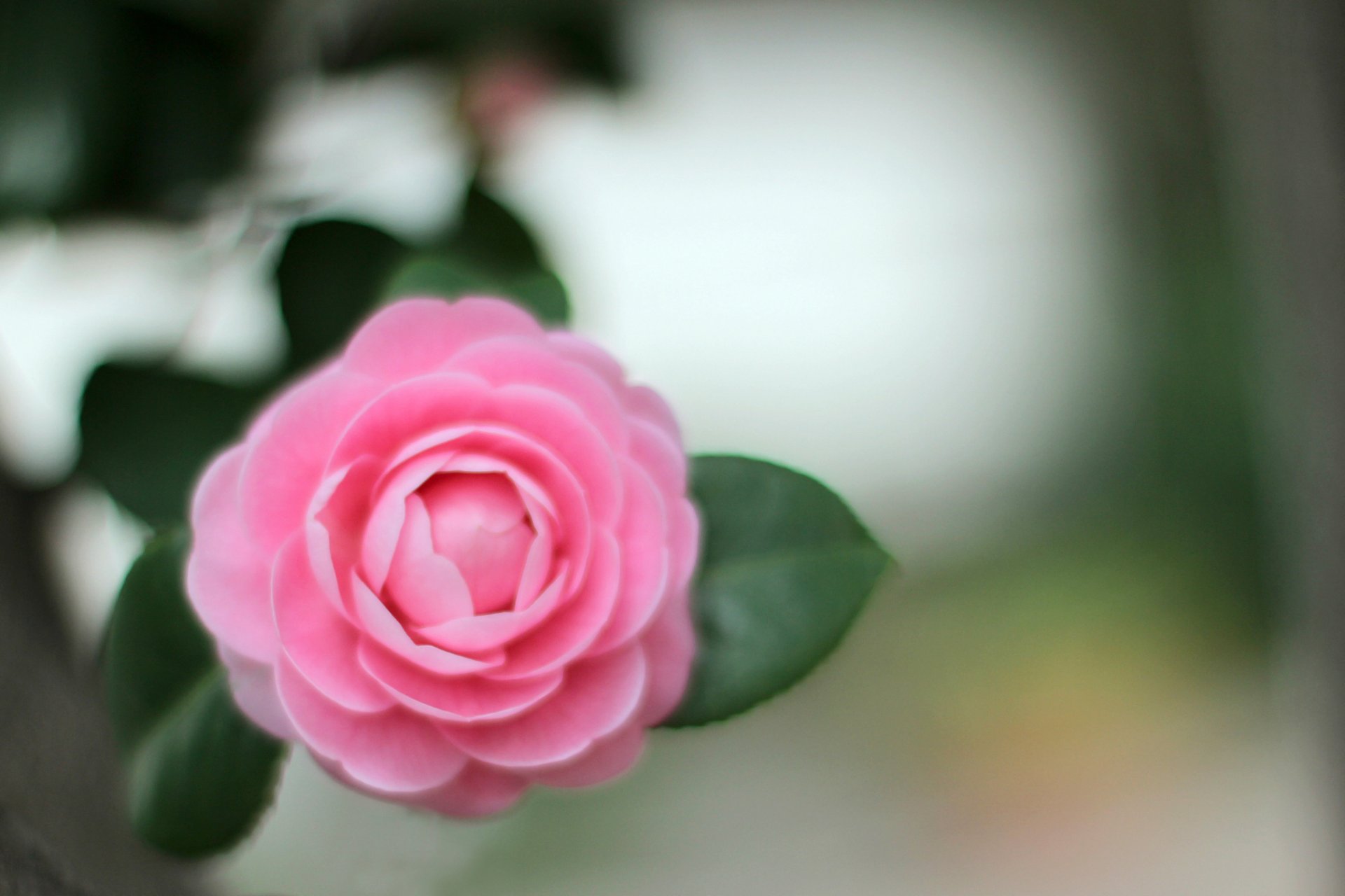 camelia rosa flor pétalos hojas macro desenfoque