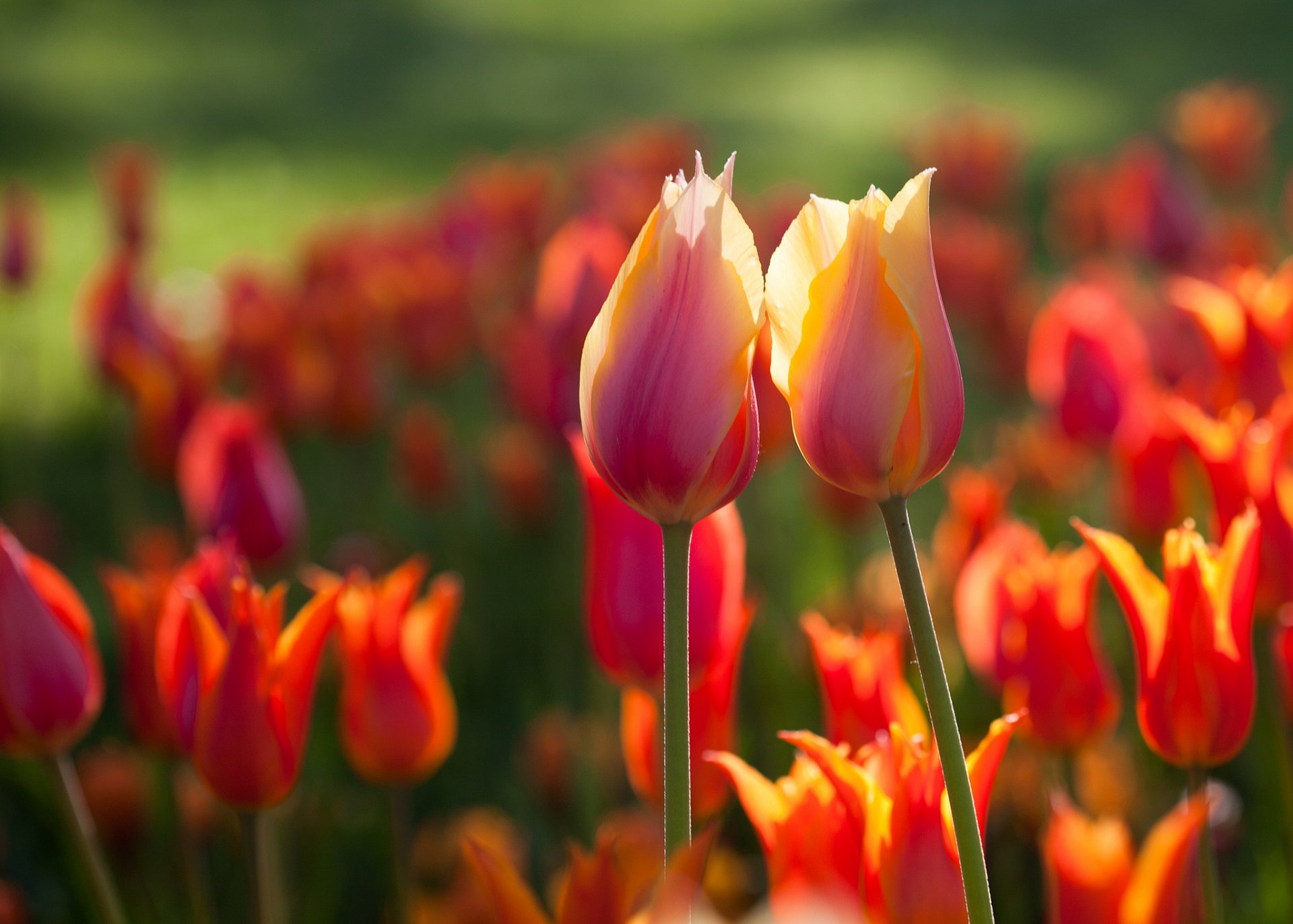 blumen tulpen frühling zwei