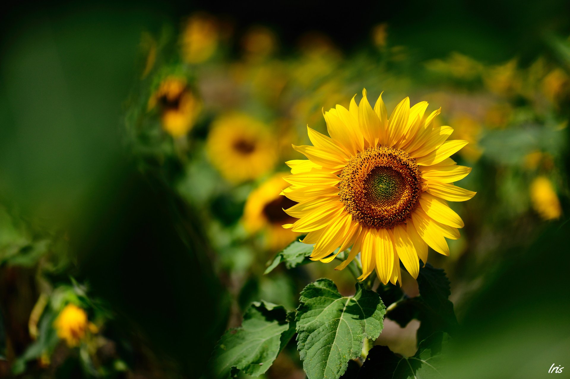 girasole giallo messa a fuoco estate soleggiato sfocatura