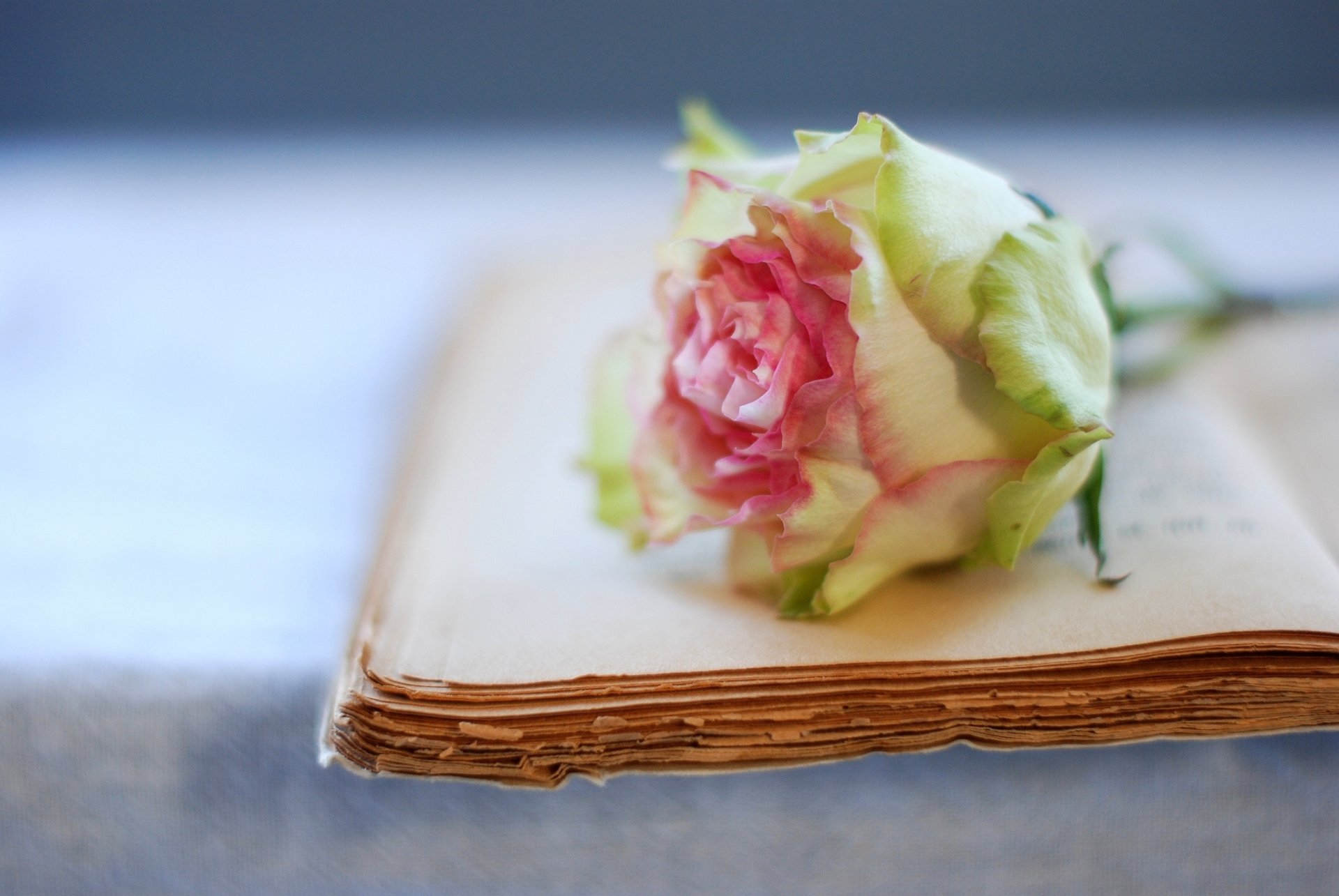 rose fleur livre vieux pages