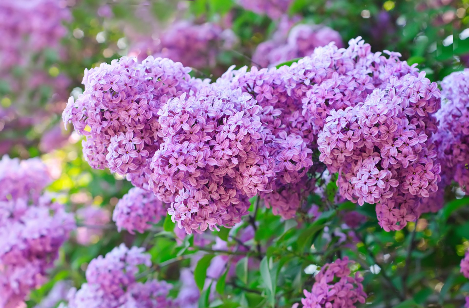 lila arbusto flores púrpura lila primavera