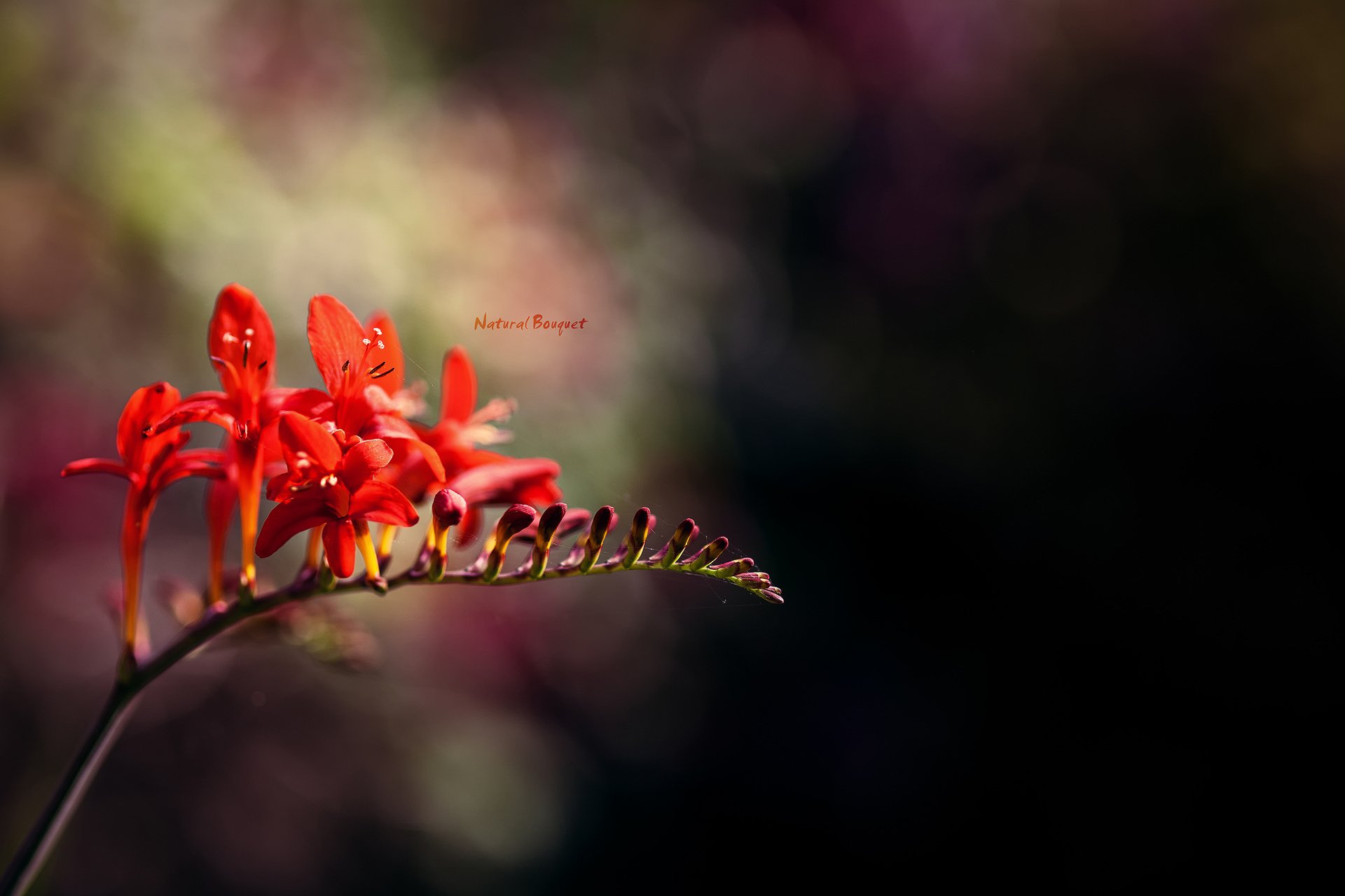 fiori rosso sfondo luci