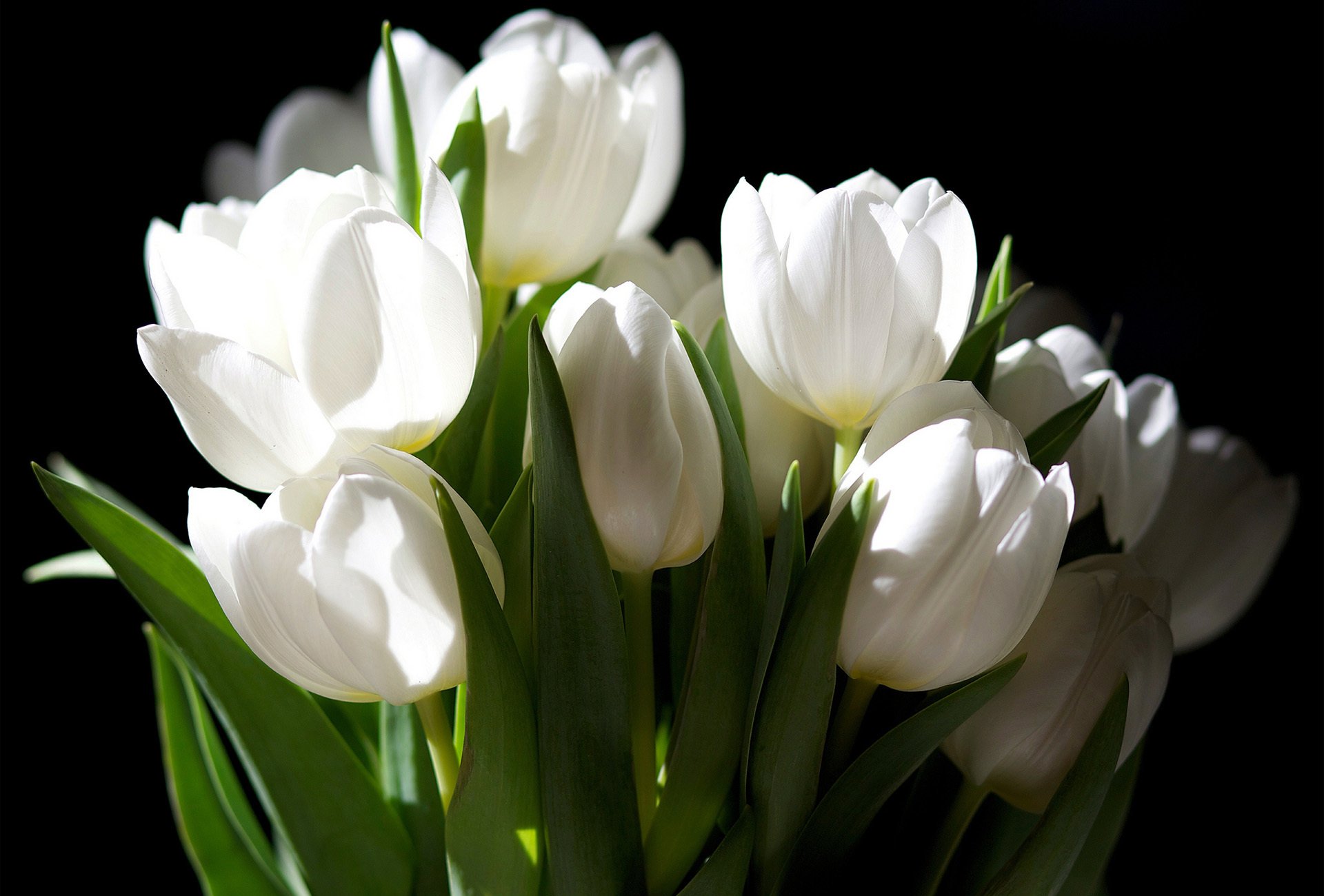 bouquet fleurs tulipes blanc fond sombre