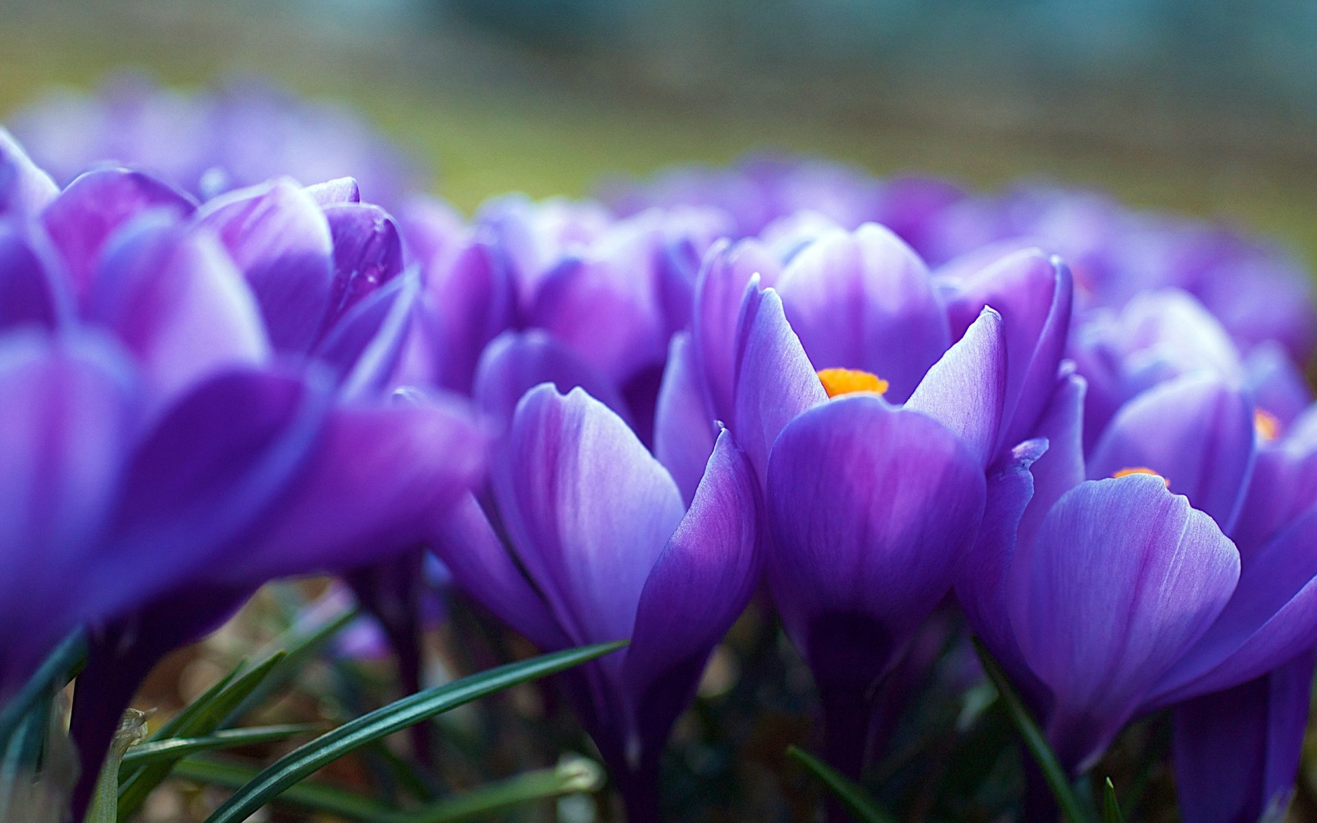 printemps fleurs crocus violet flou