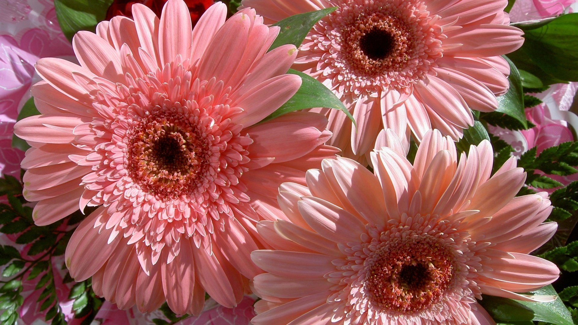 fleurs fleur bouquet gerbera rose belle tendre nature