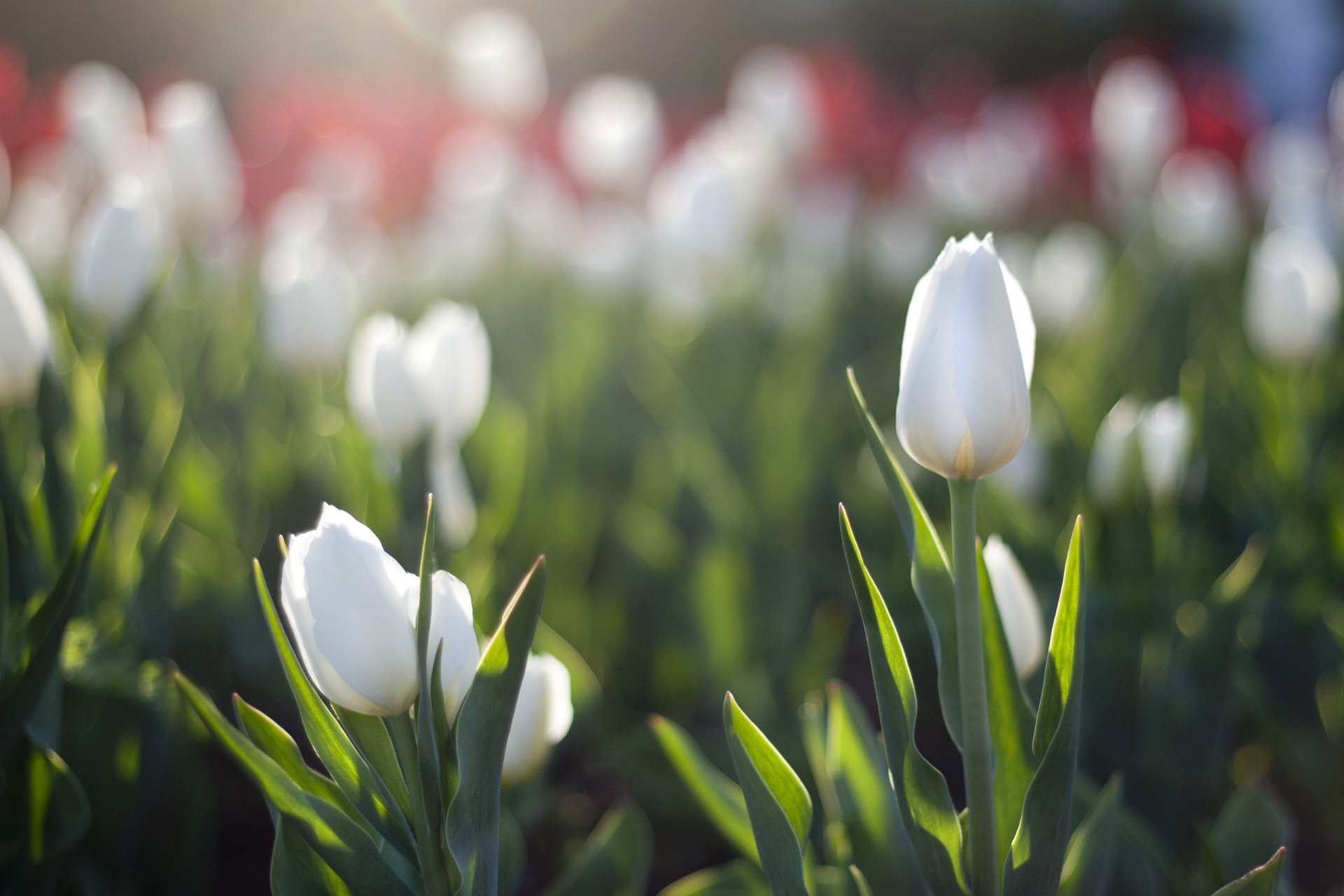 tulipany białe kwietnik słońce blask wiosna