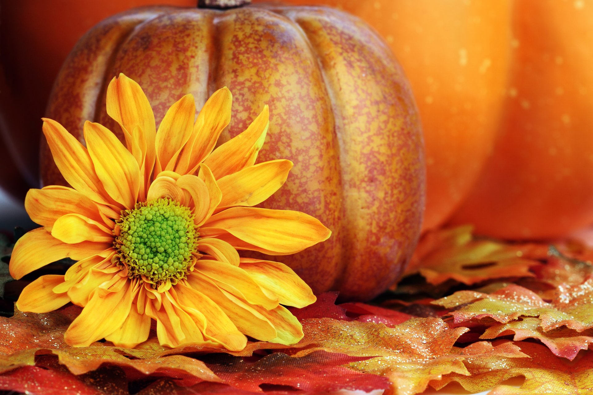 blume gelb blütenblätter kürbis blätter herbst