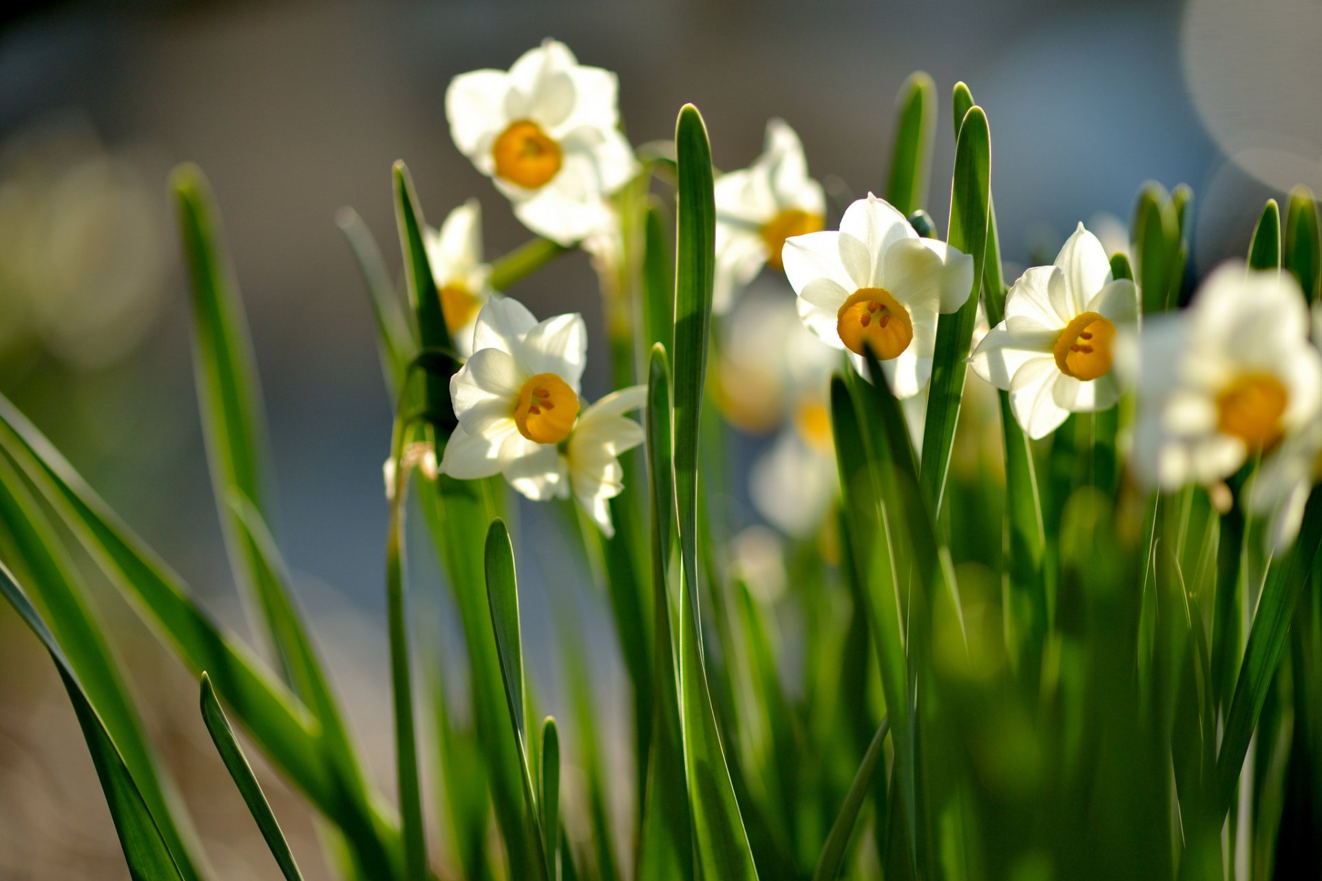 narcisi primavera fiori fioritura soleggiato foglie