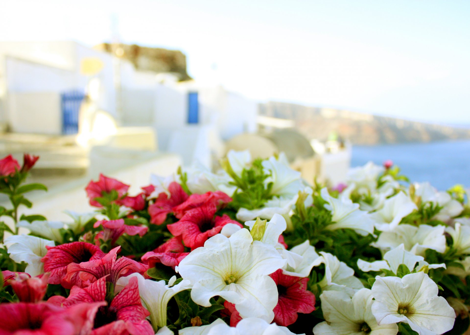 meer griechenland blumen sonne sommer