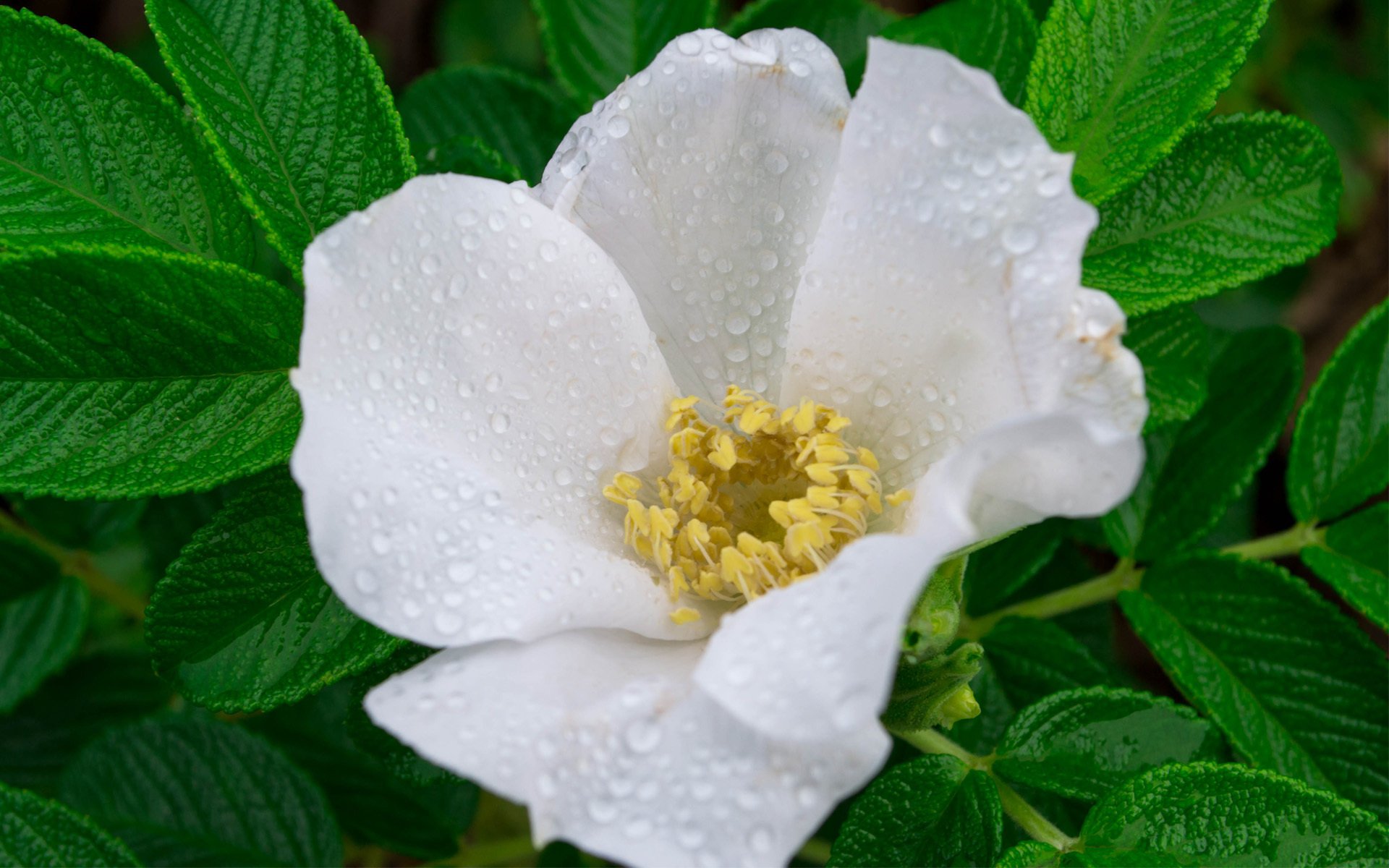 blume weiß hagebutte blätter tau tropfen makro