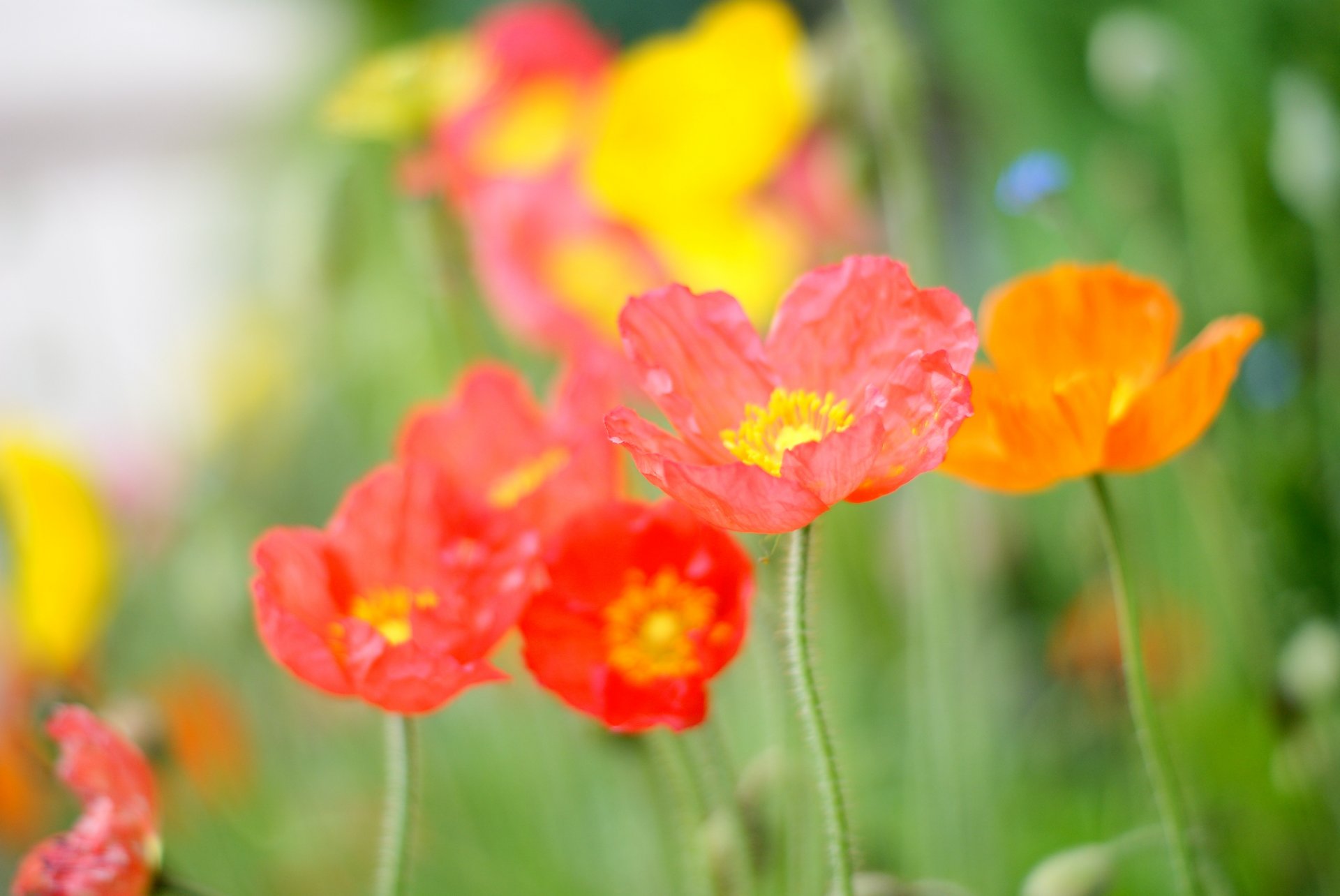 amapola campo flor rojo naranja rosa brillante pétalos verde color claro luz calor verano