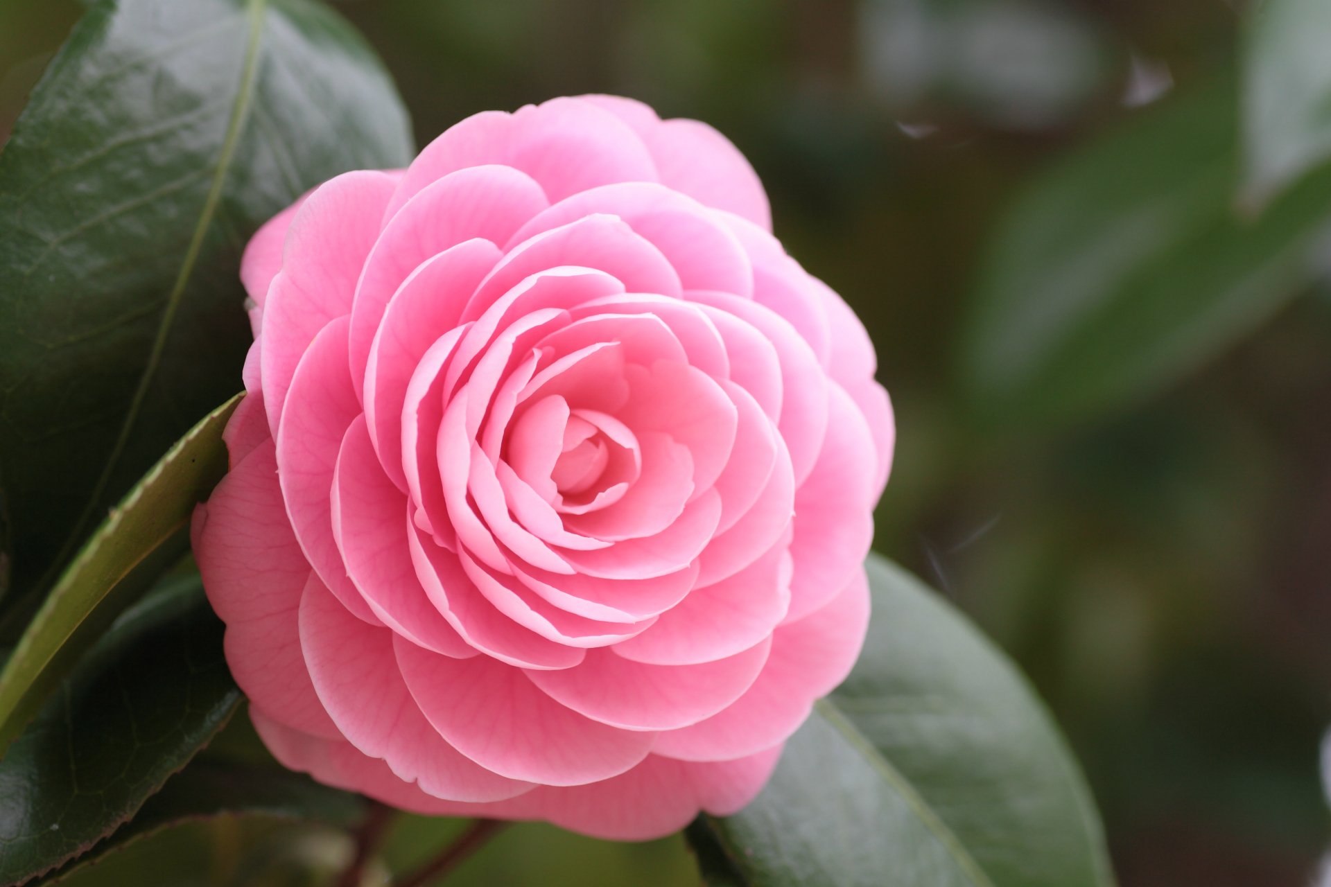 camellia pink flower petals leaves close up