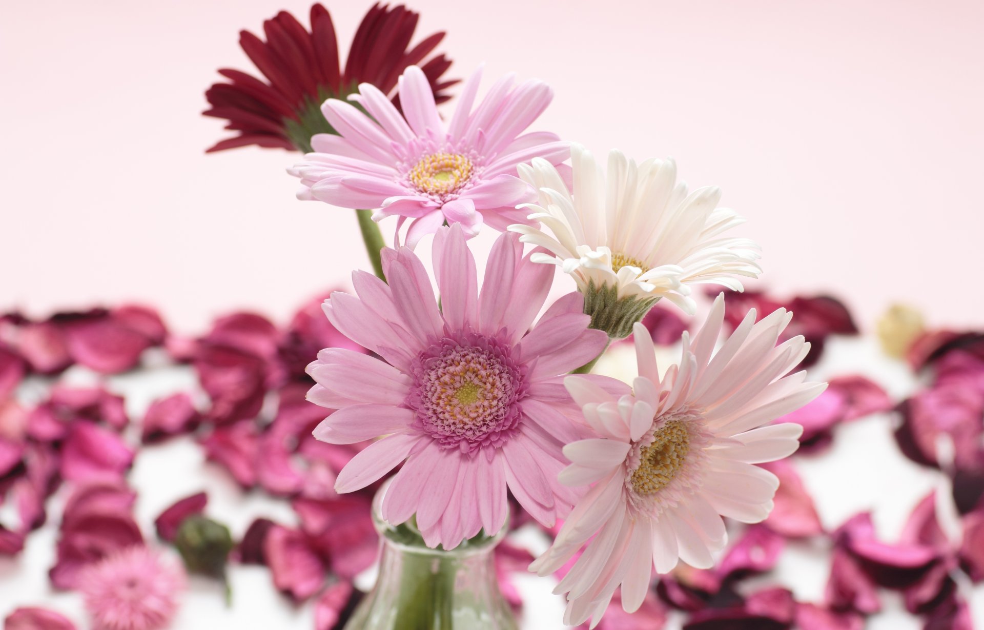 gerbera rosa weiß rot blumen blütenblätter vase