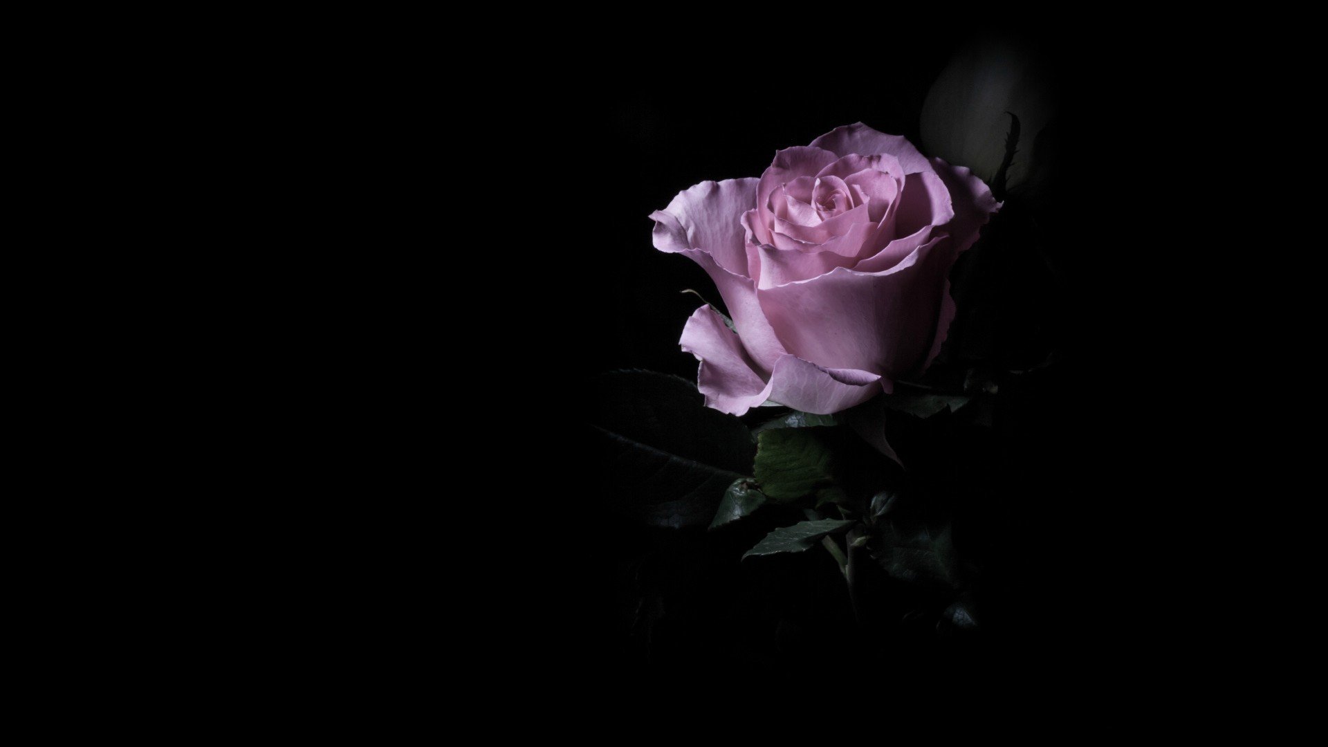 rose pink flower one dark background