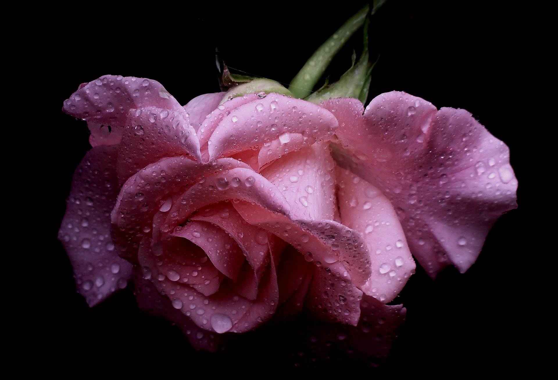 rosa bocciolo gocce macro petali