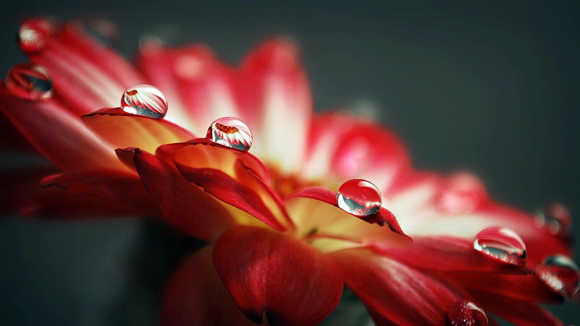 rosso petali gocce acqua rugiada riflessione lente macro