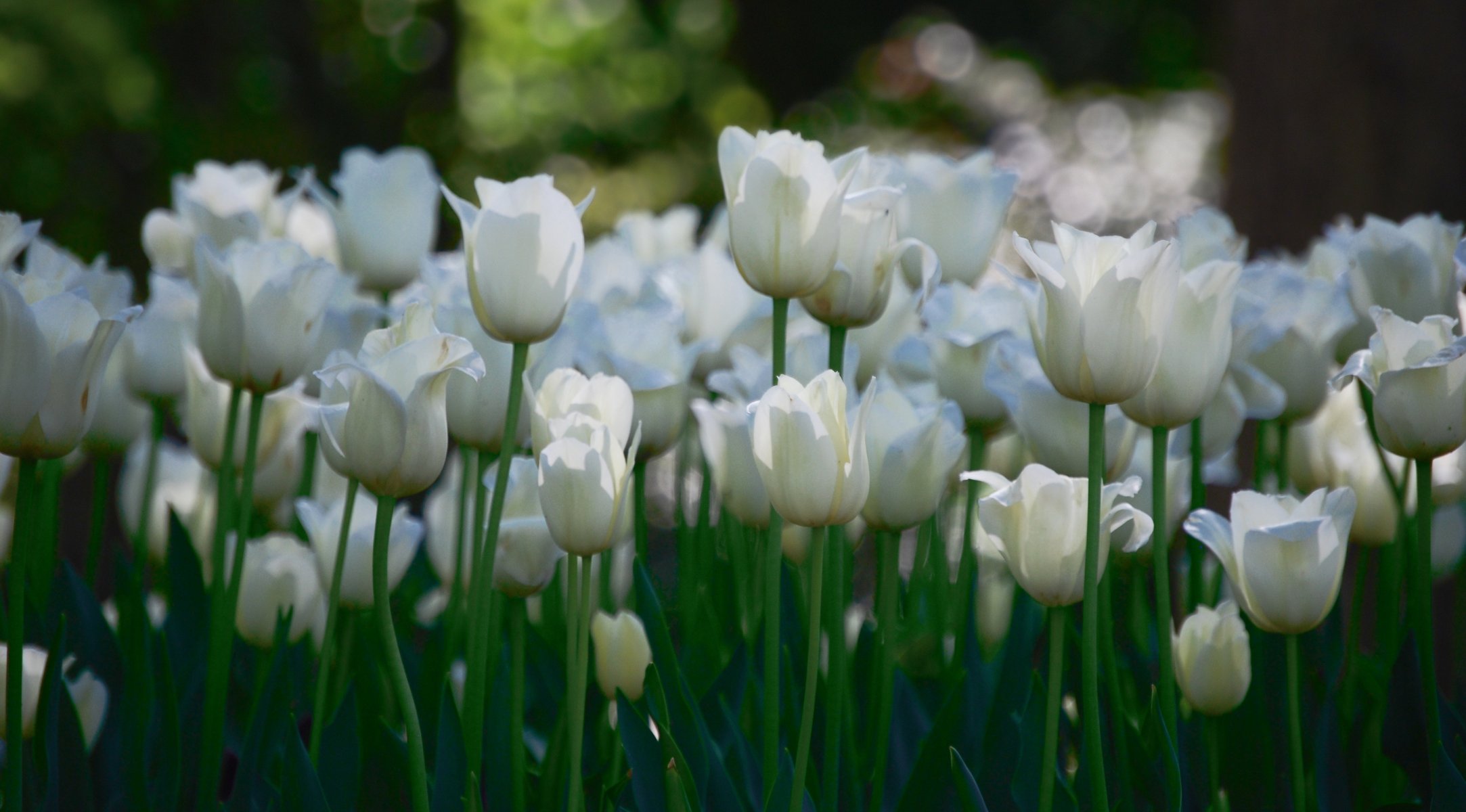 blanco tulipanes flores mucho