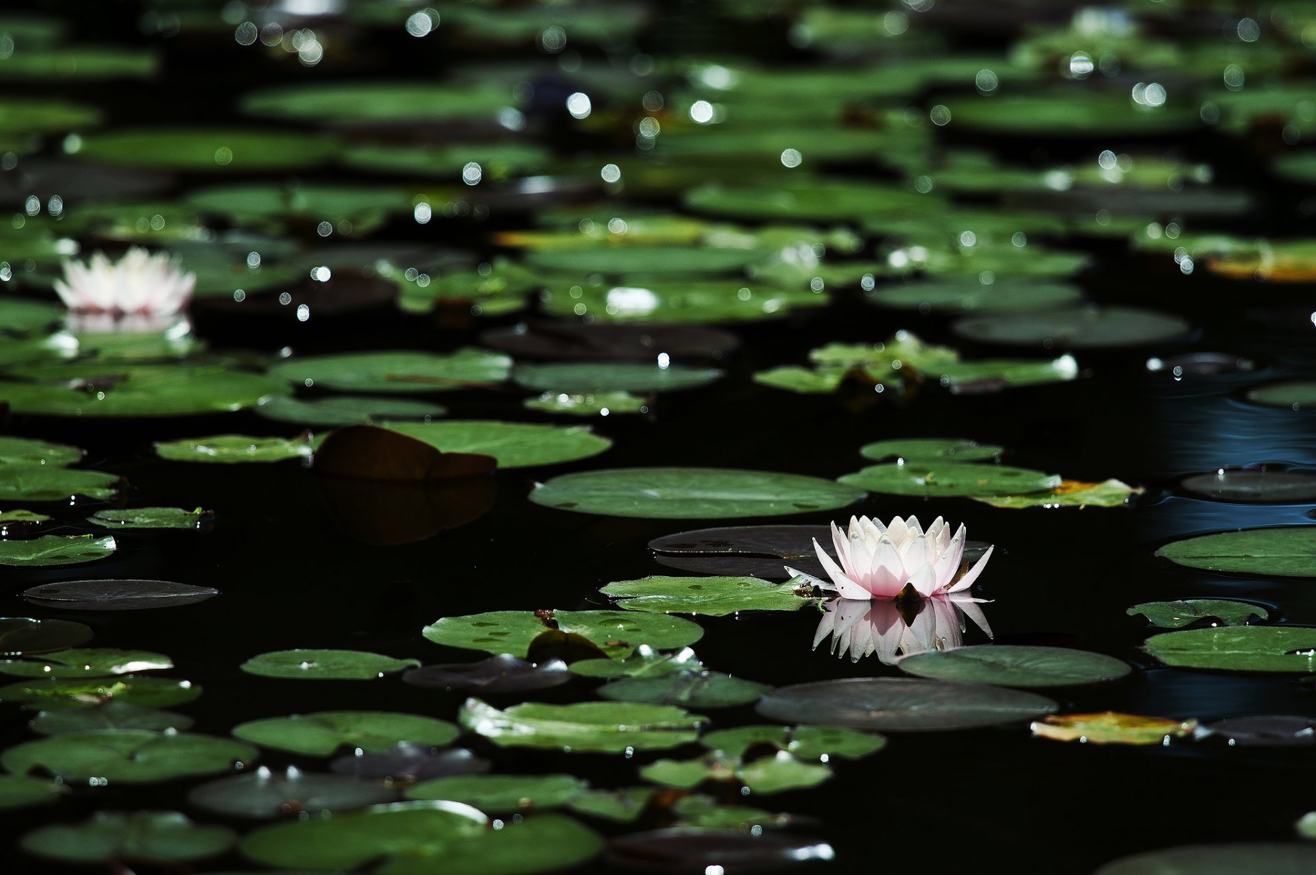 flower water lilies leaves reflections bokeh dark water