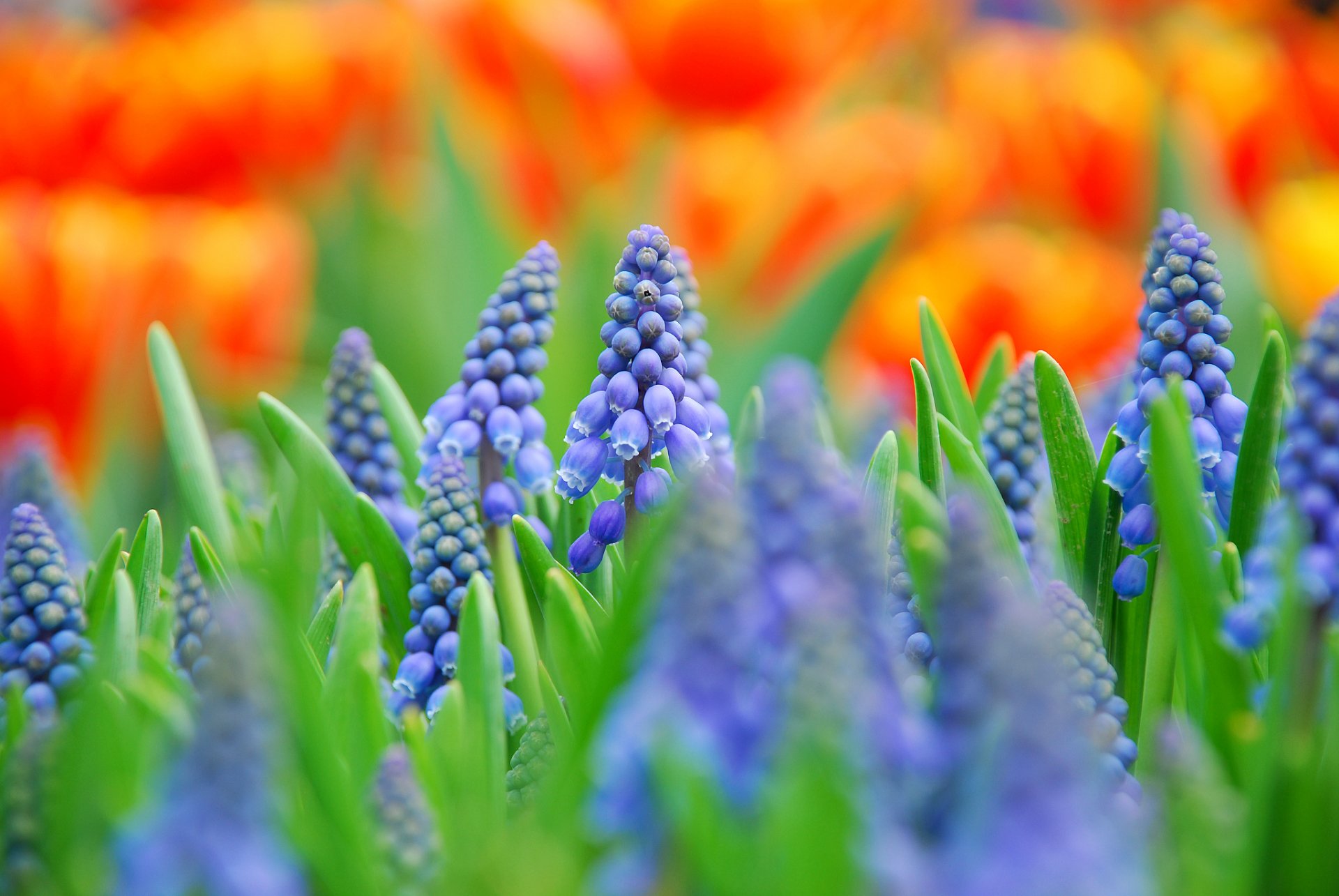 muscari azul flores campo macro desenfoque