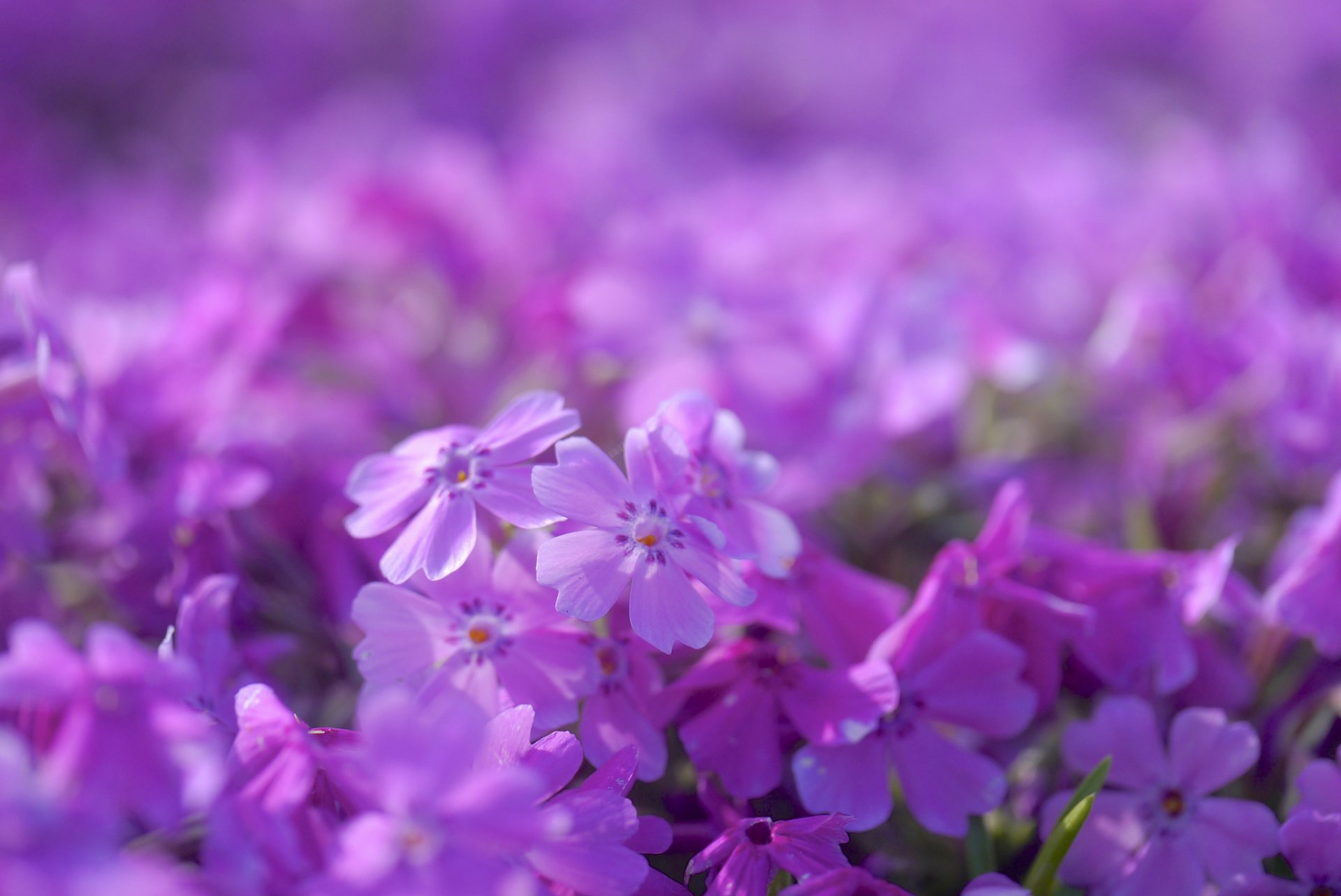 phlox rosa flieder blumen blütenblätter makro zärtlichkeit unschärfe