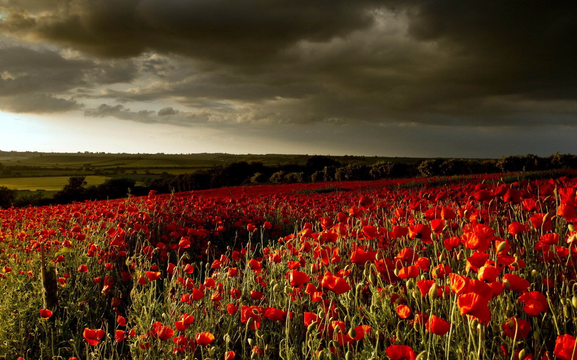 flores amapolas cielo paisaje