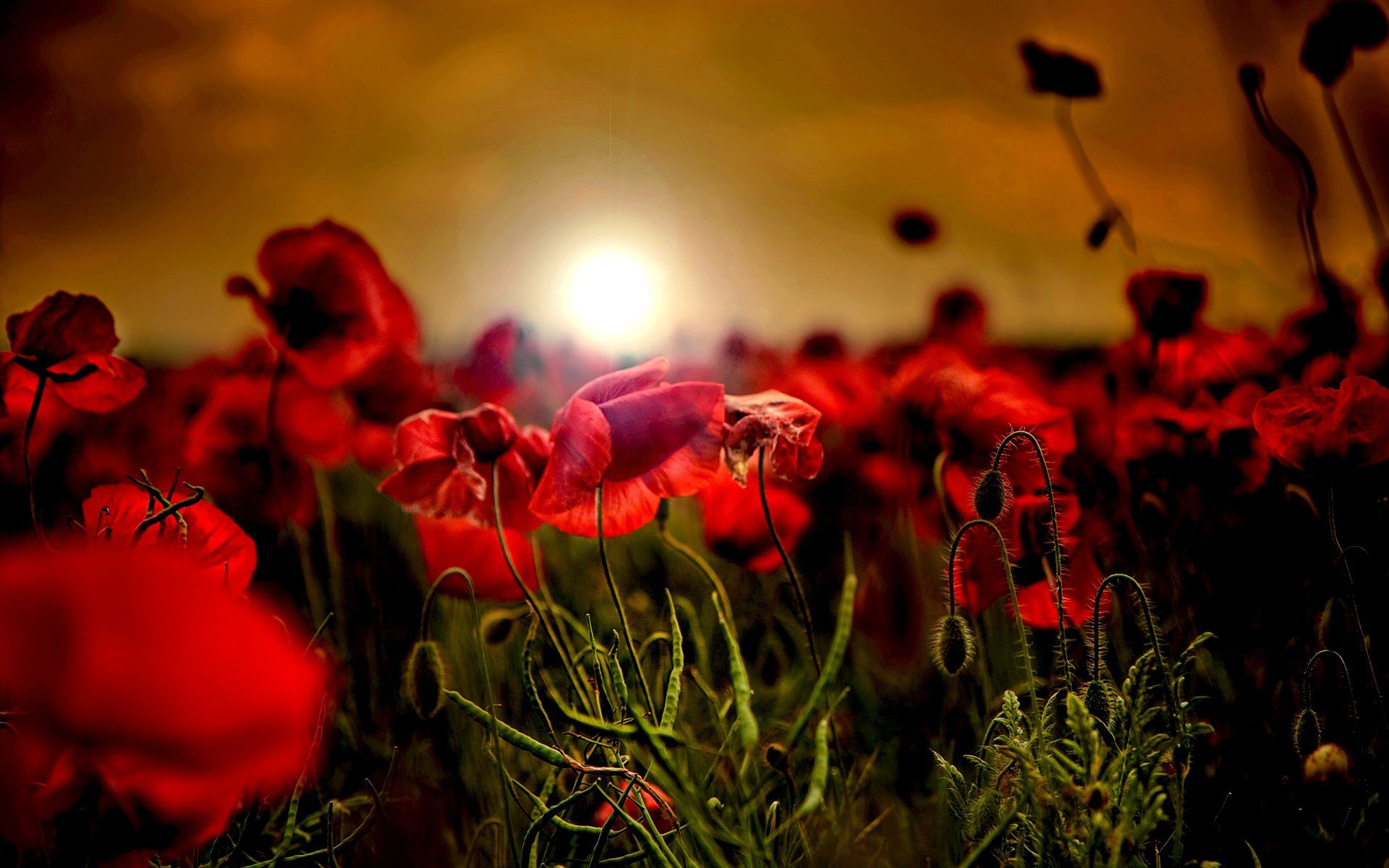 the field red poppies dawn sunset