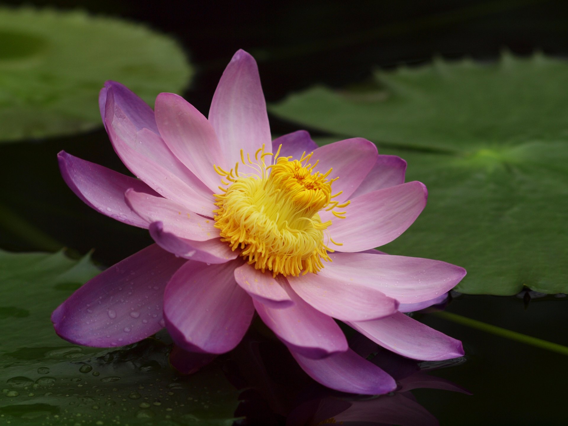 flower lotus water lily waterlily pond pink large leave