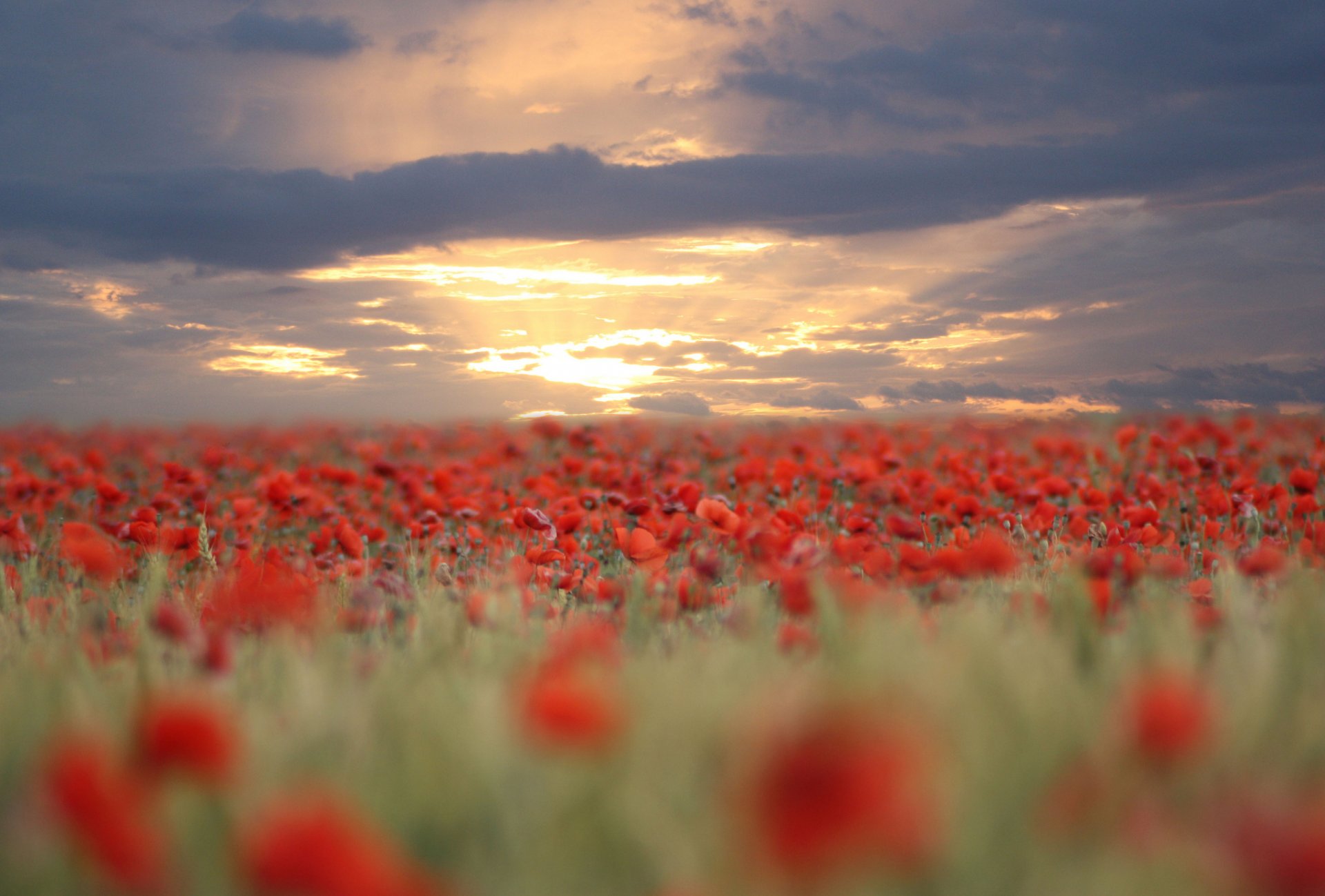 coquelicots rouge fleurs champ flou soir coucher de soleil ciel nuages