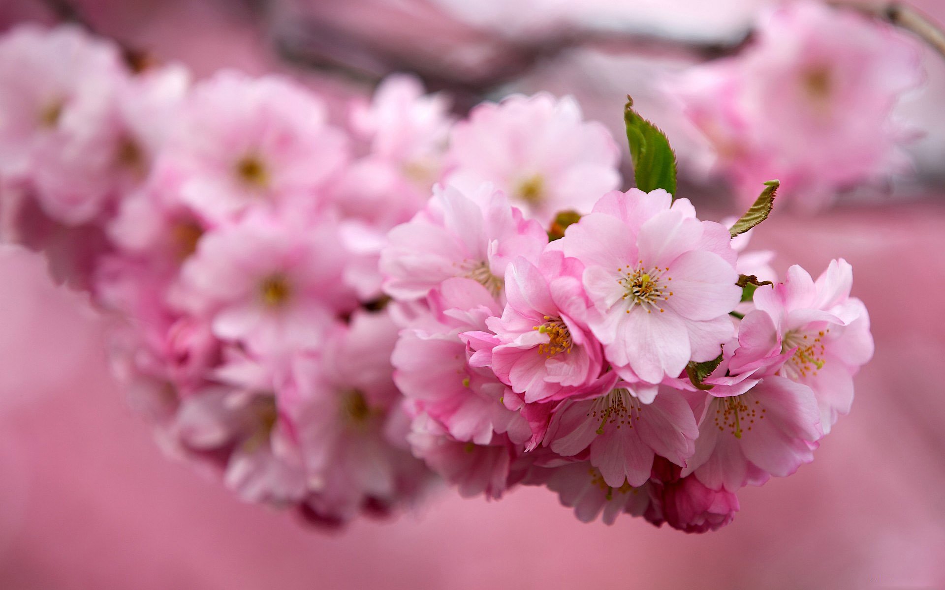 flores sakura cereza rama