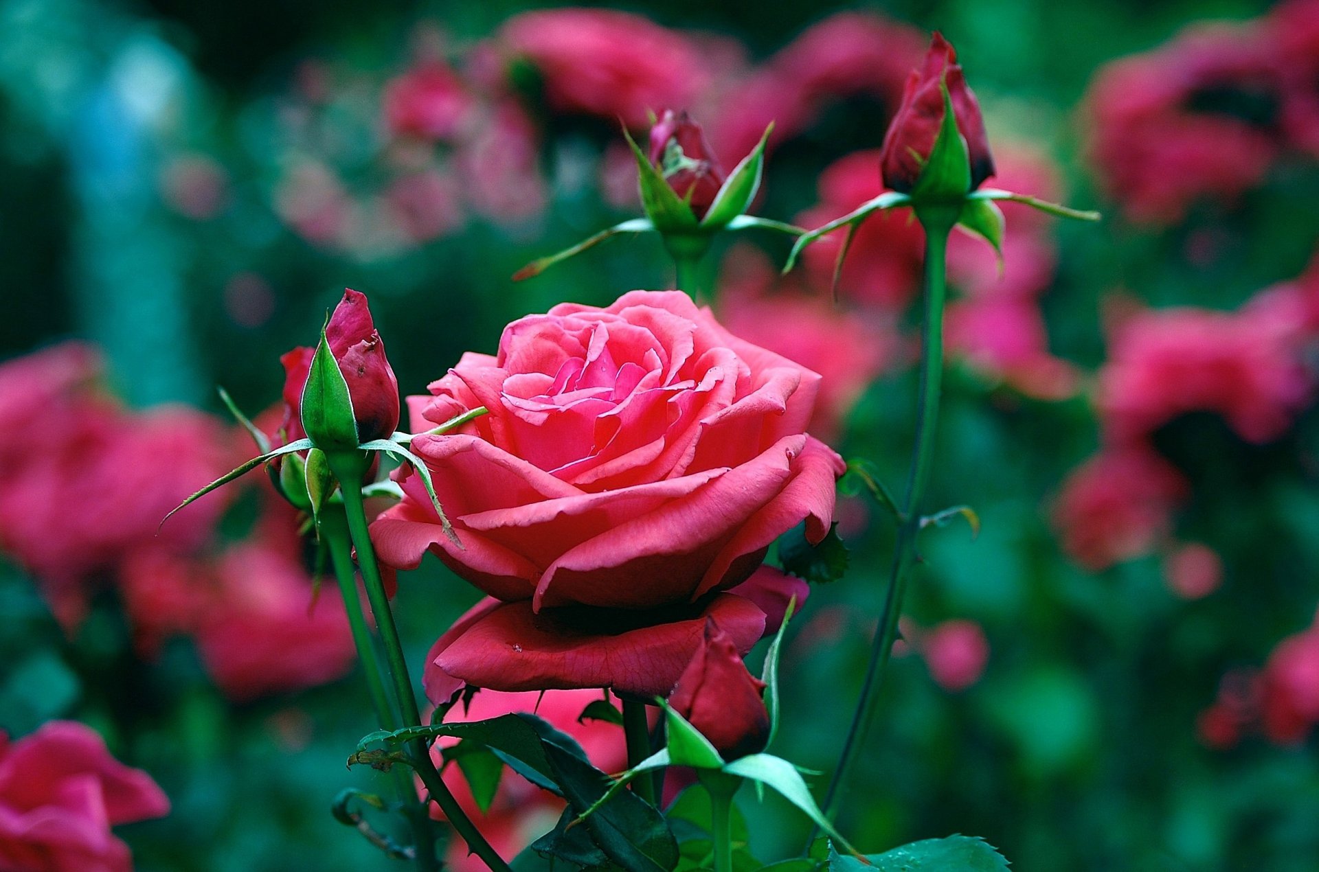 rot rosen blütenblätter knospen blumenbeet garten