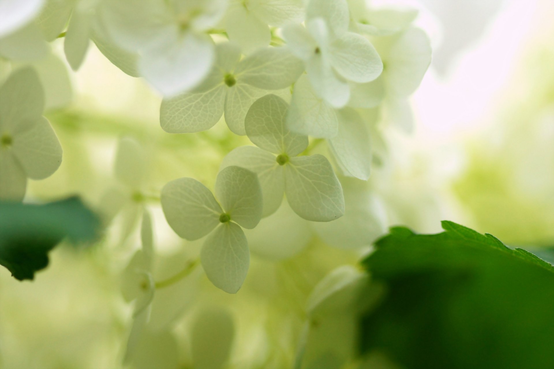 macro fiori ortensia bianco luce foglie