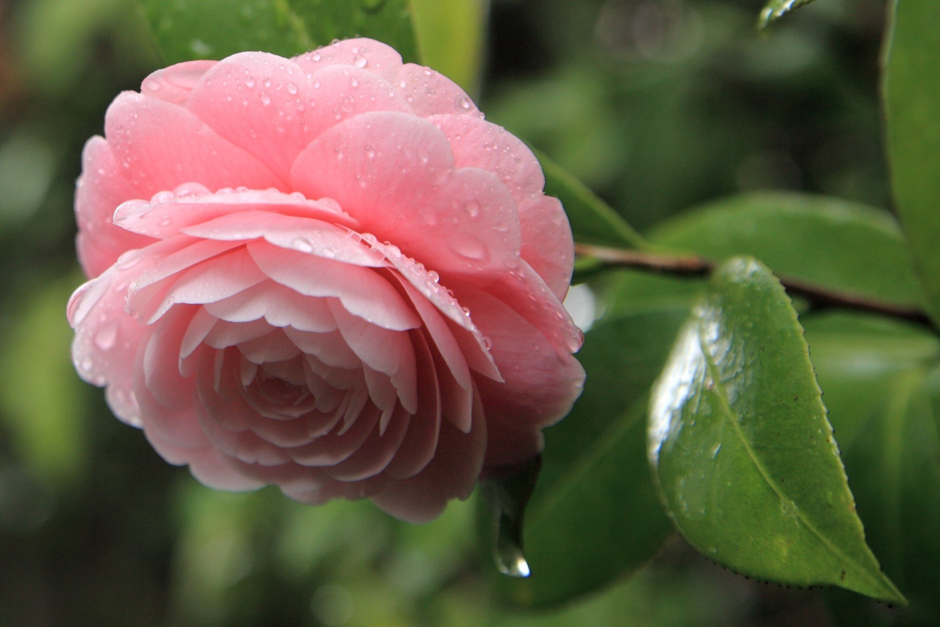 camelia rosa flor gotas hojas pétalos